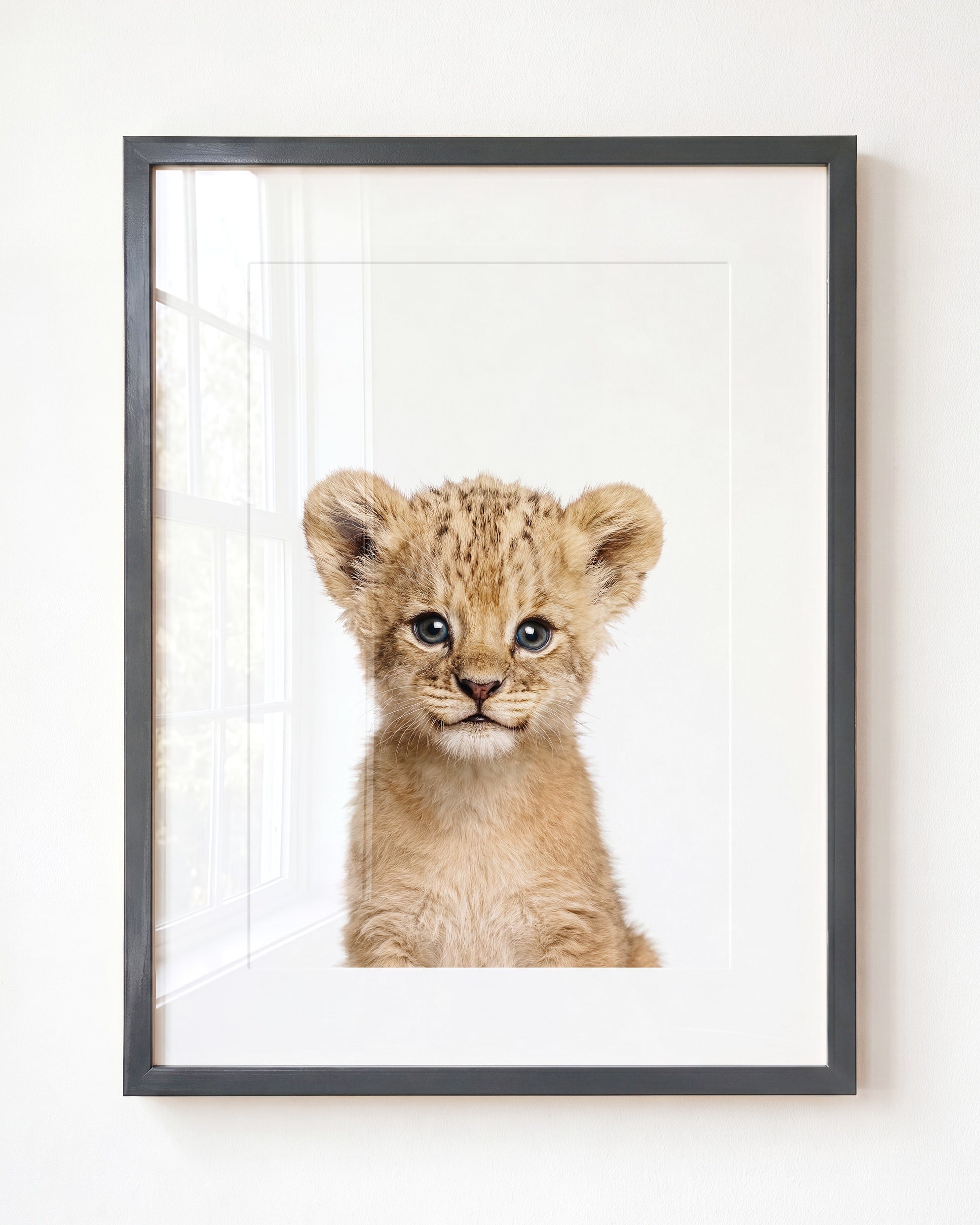 Baby Lion
