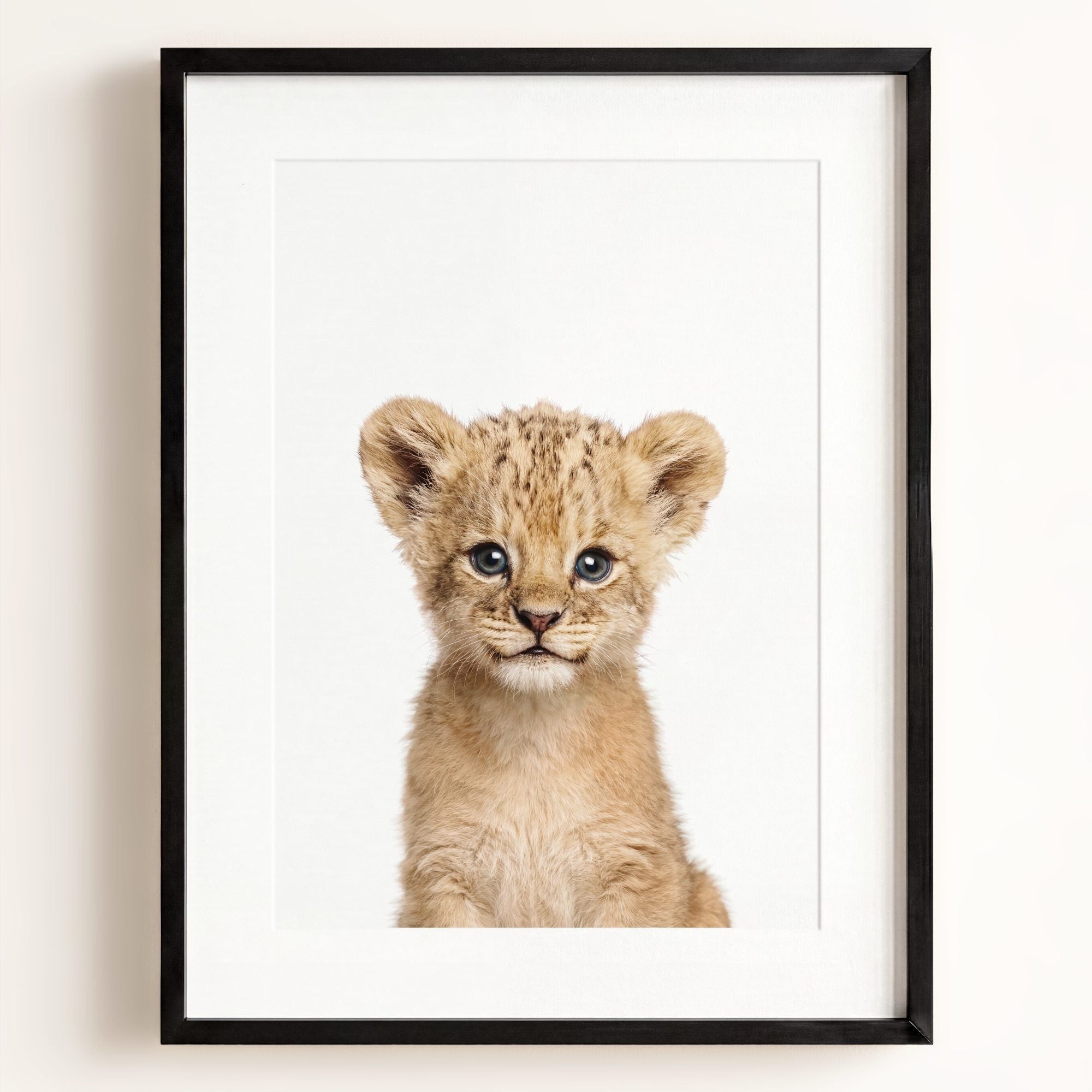 Baby Lion