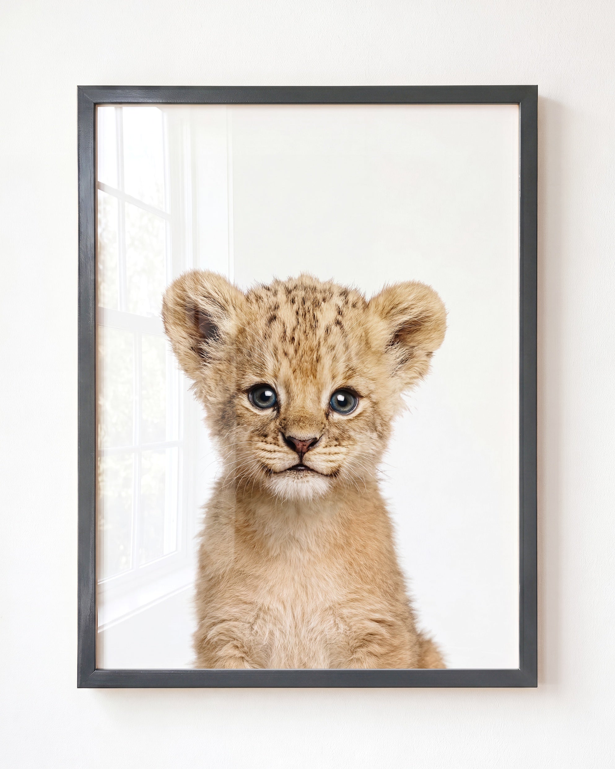Baby Lion