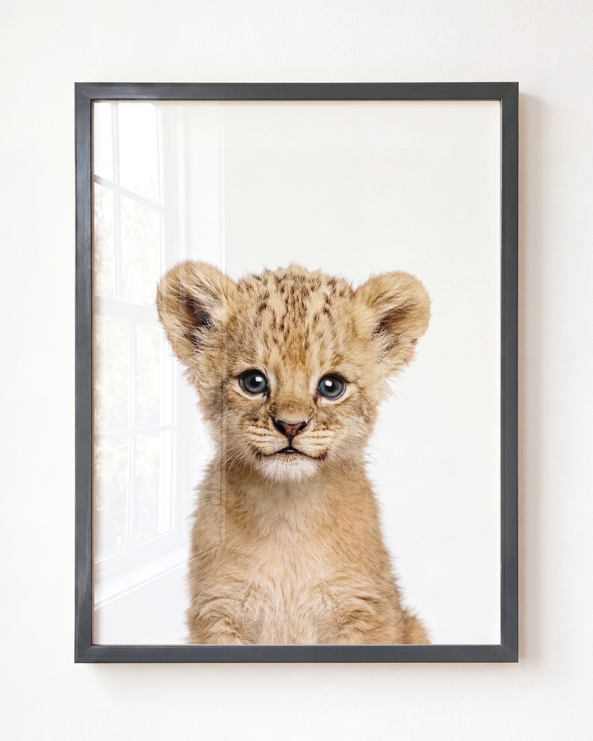 Baby Lion