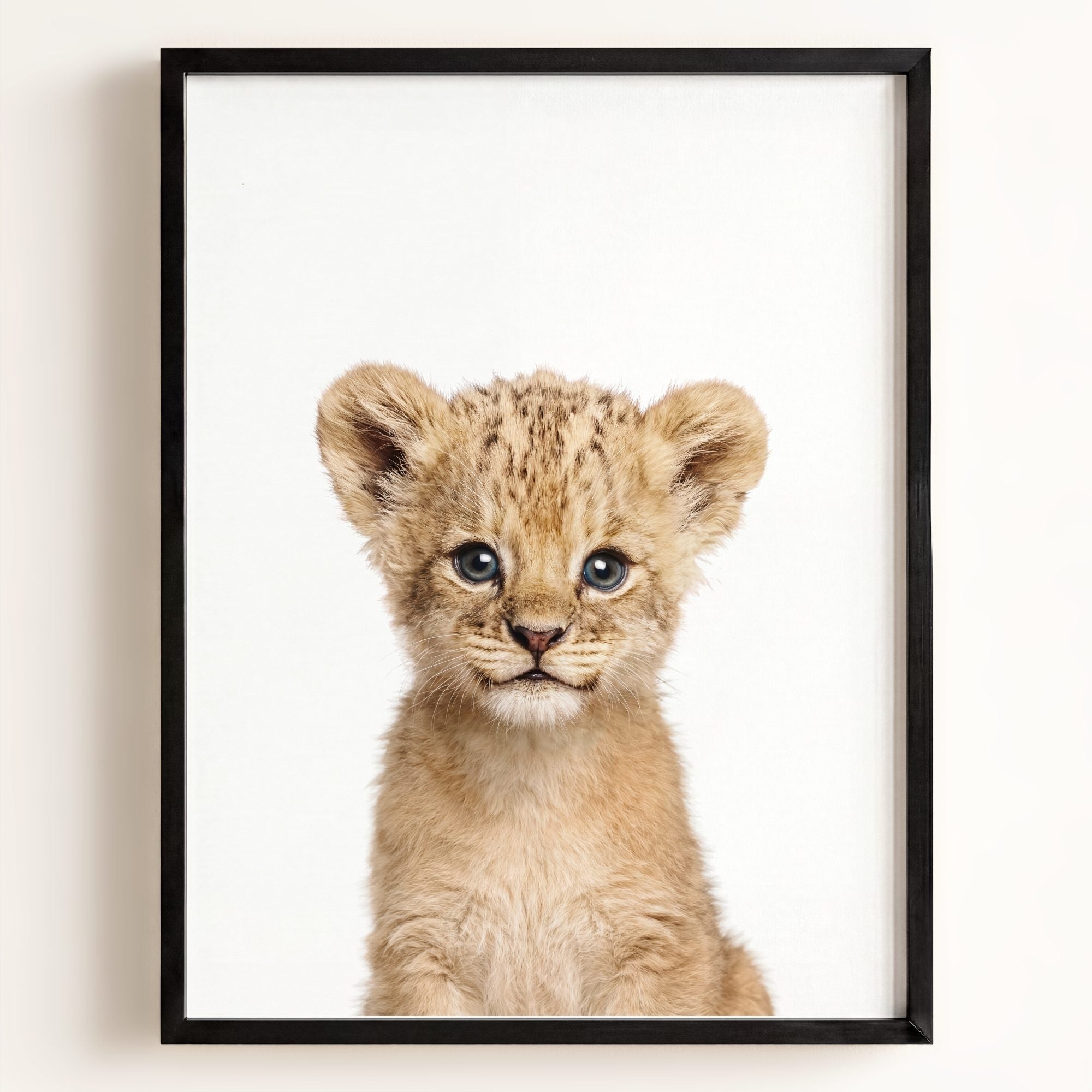 Baby Lion