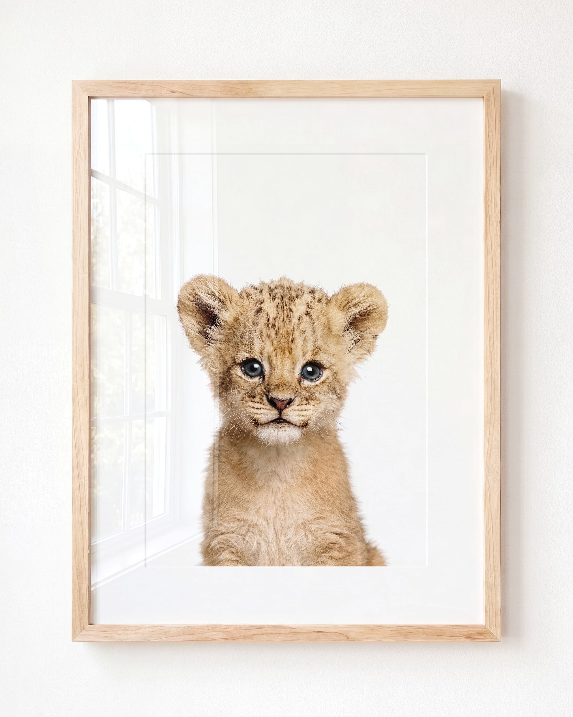 Baby Lion