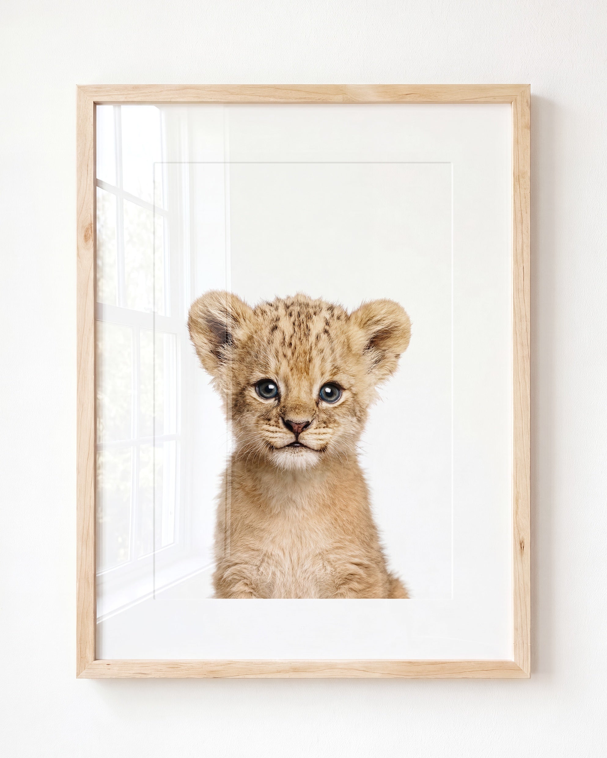 Baby Lion