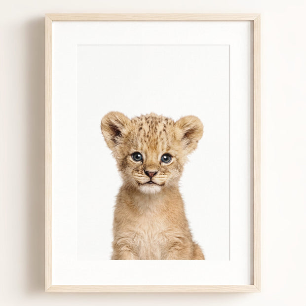Baby Lion