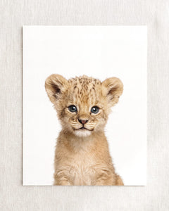 Baby Lion