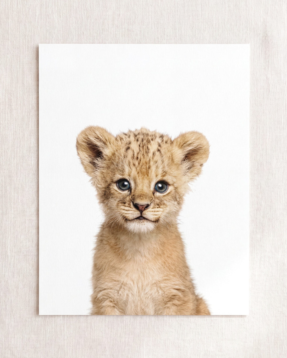Baby Lion