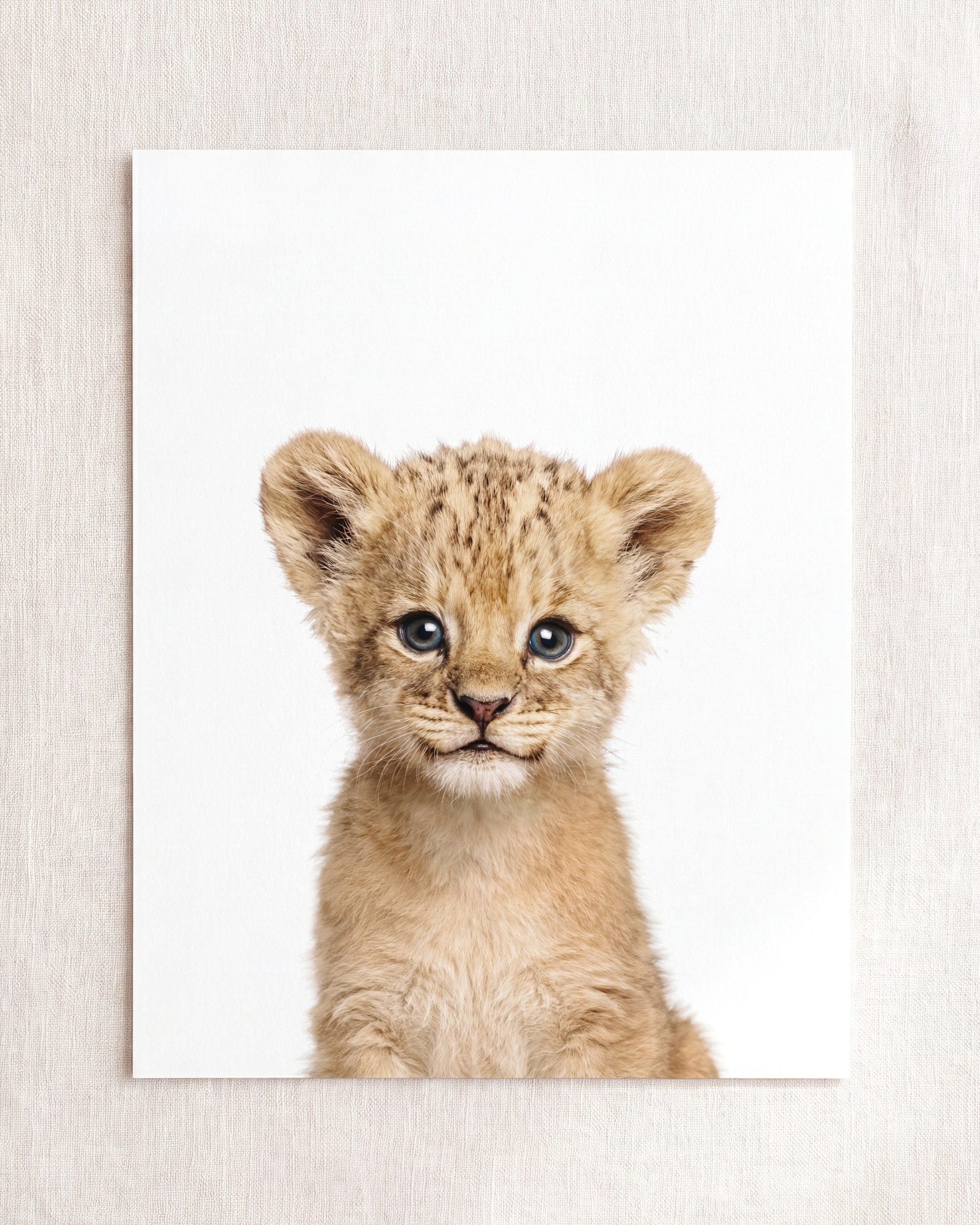 Baby Lion