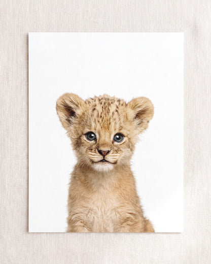 Baby Lion