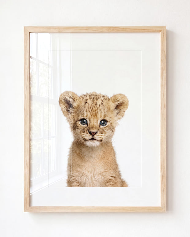 Baby Lion