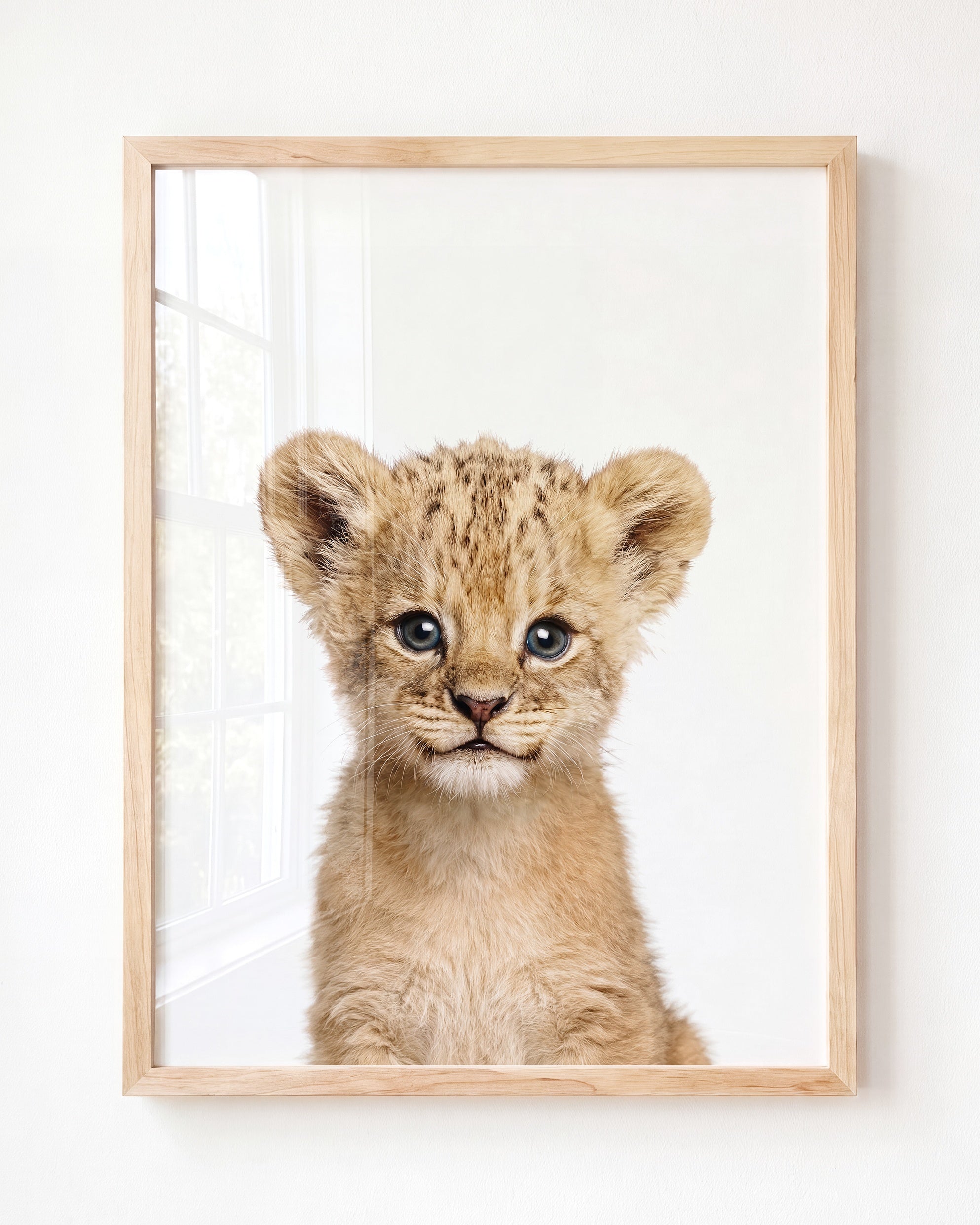 Baby Lion