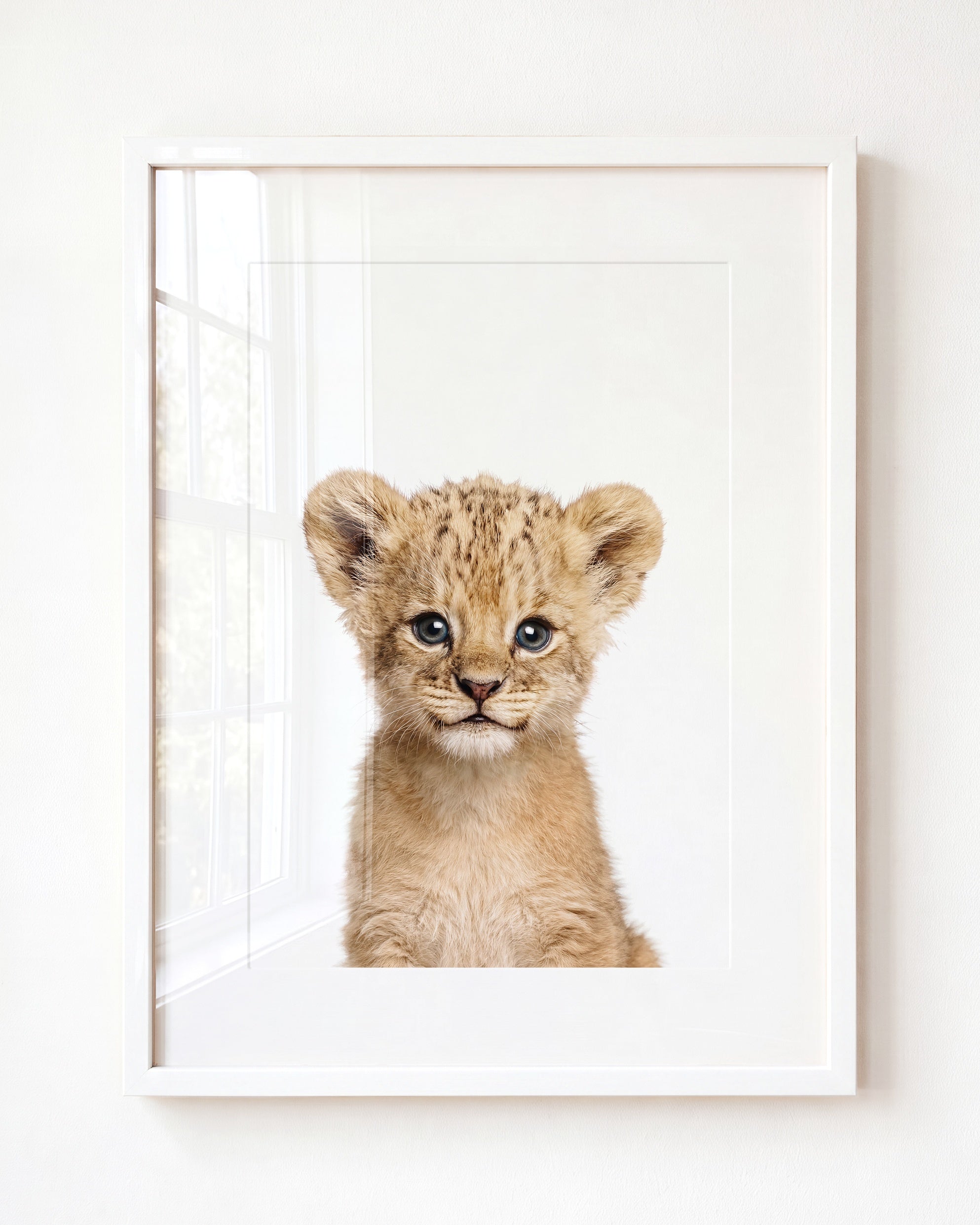 Baby Lion