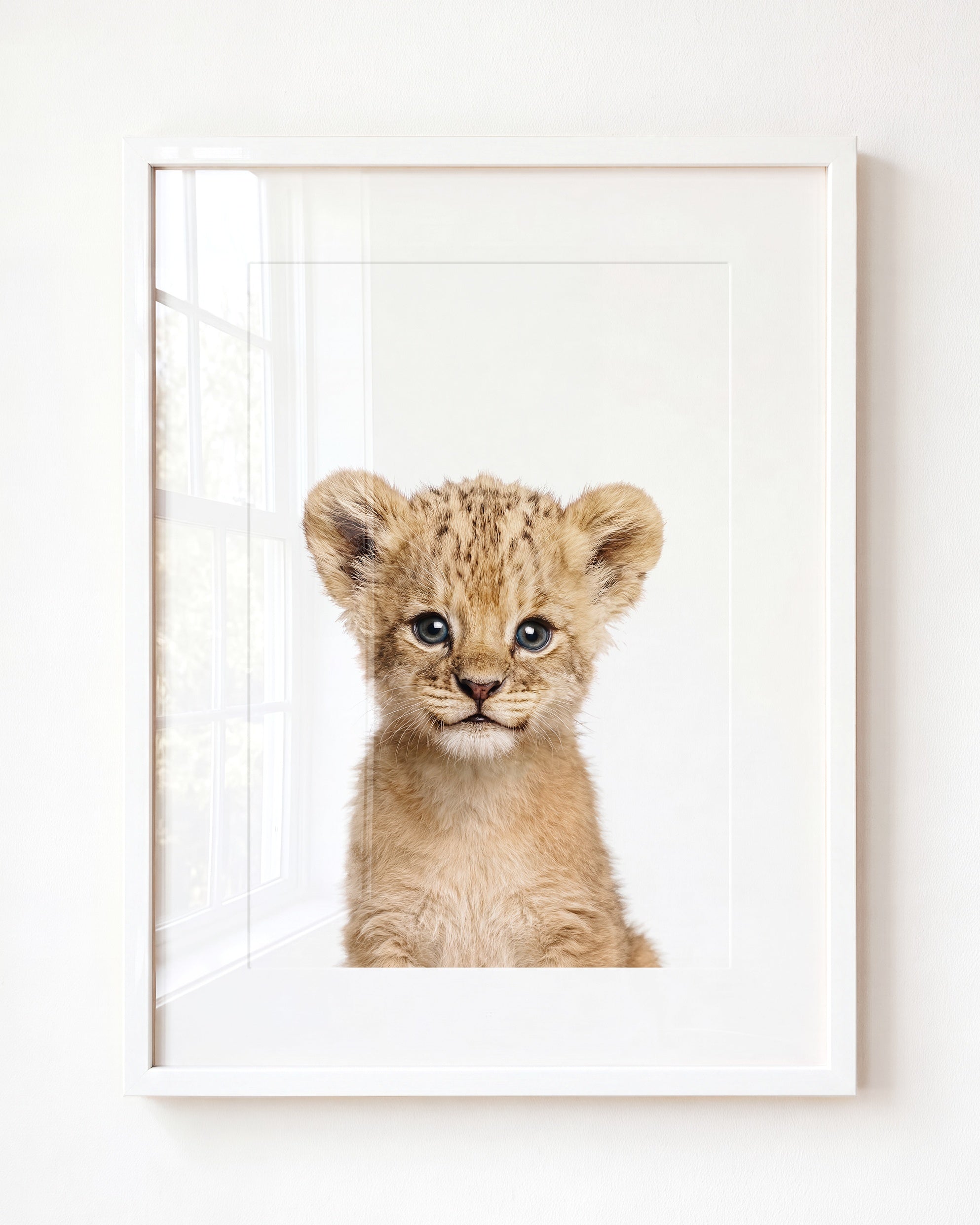 Baby Lion