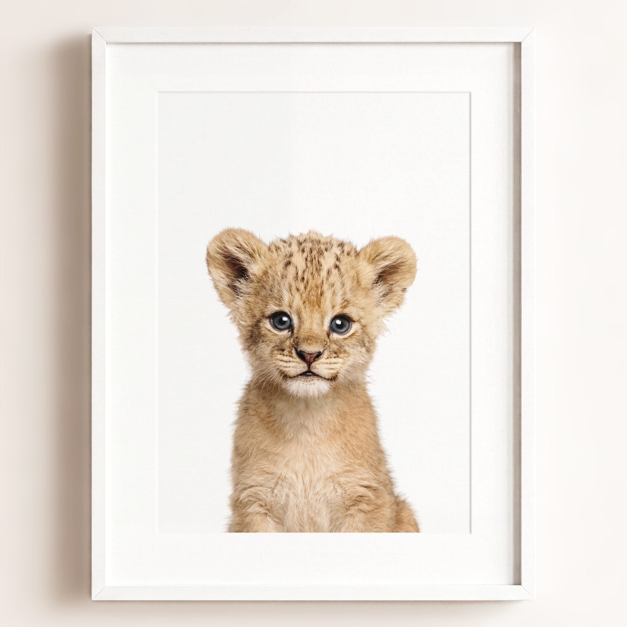 Baby Lion