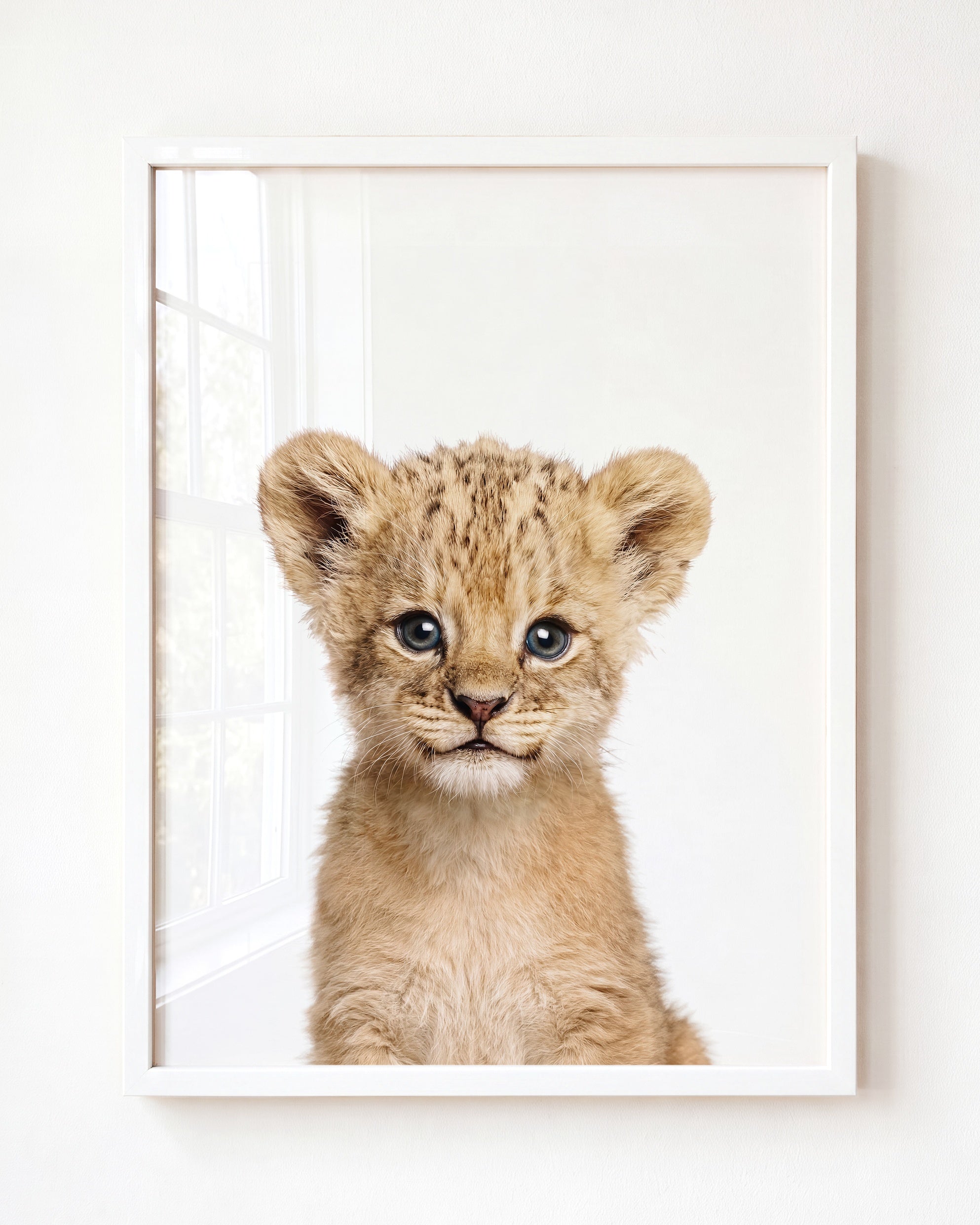 Baby Lion