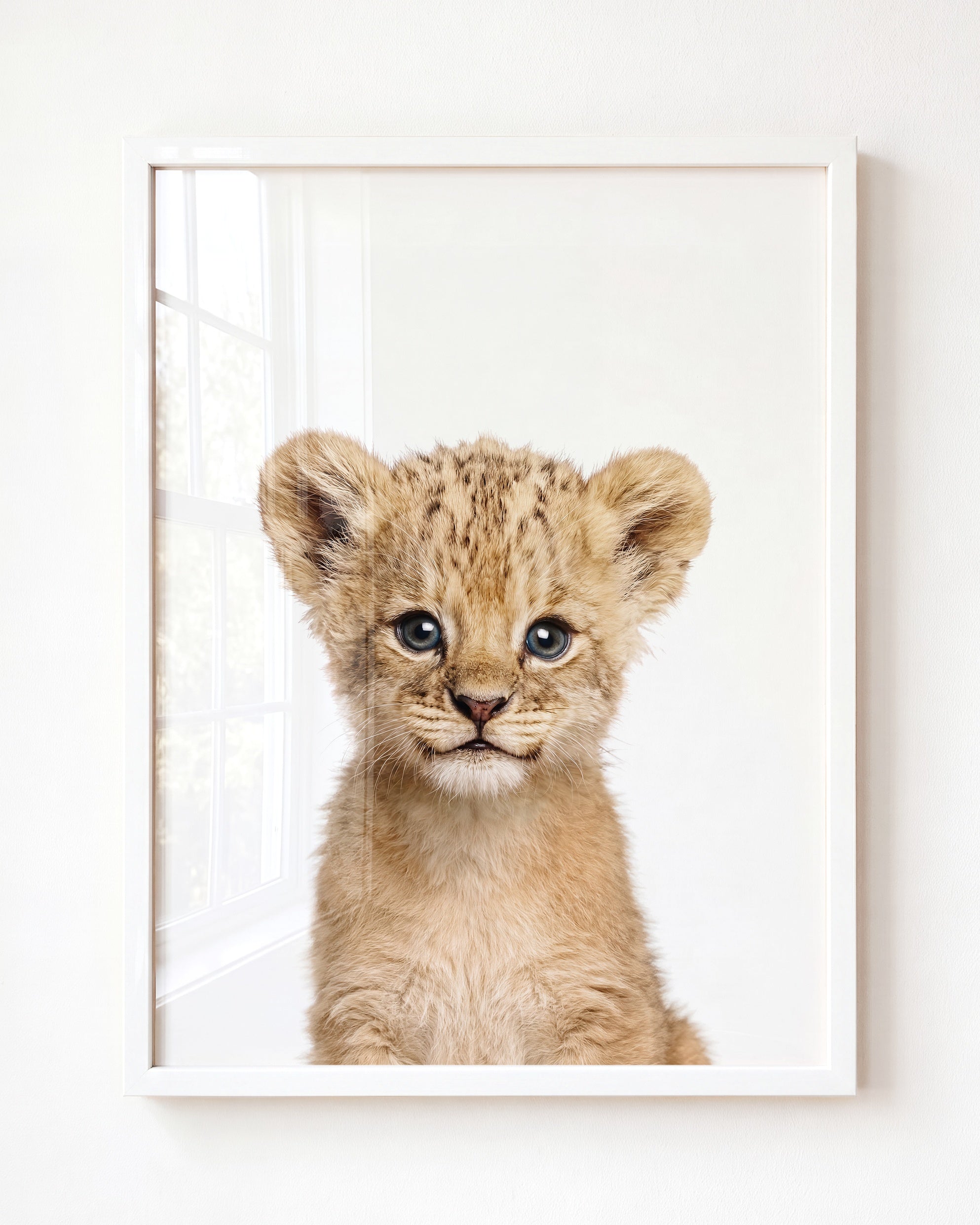 Baby Lion