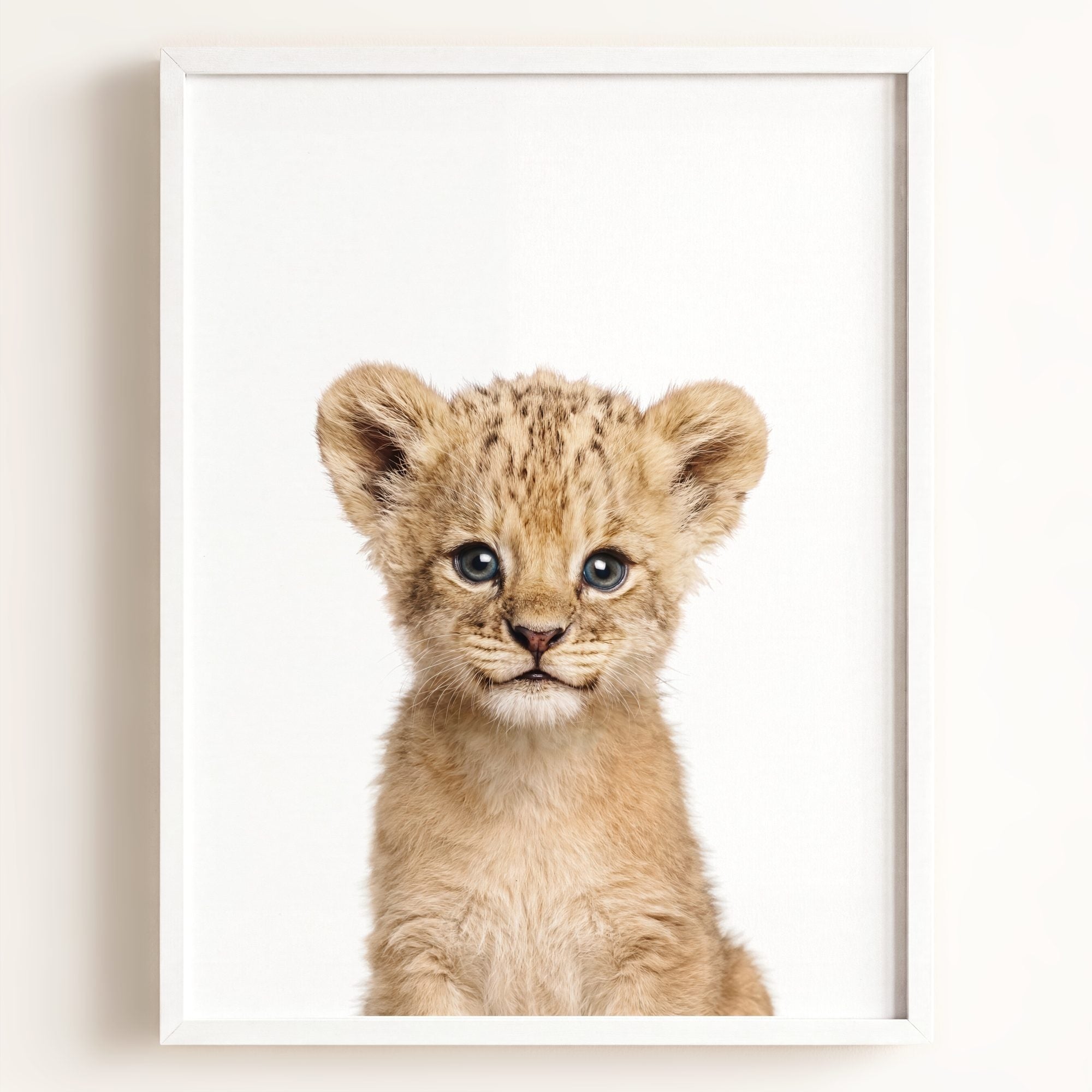 Baby Lion
