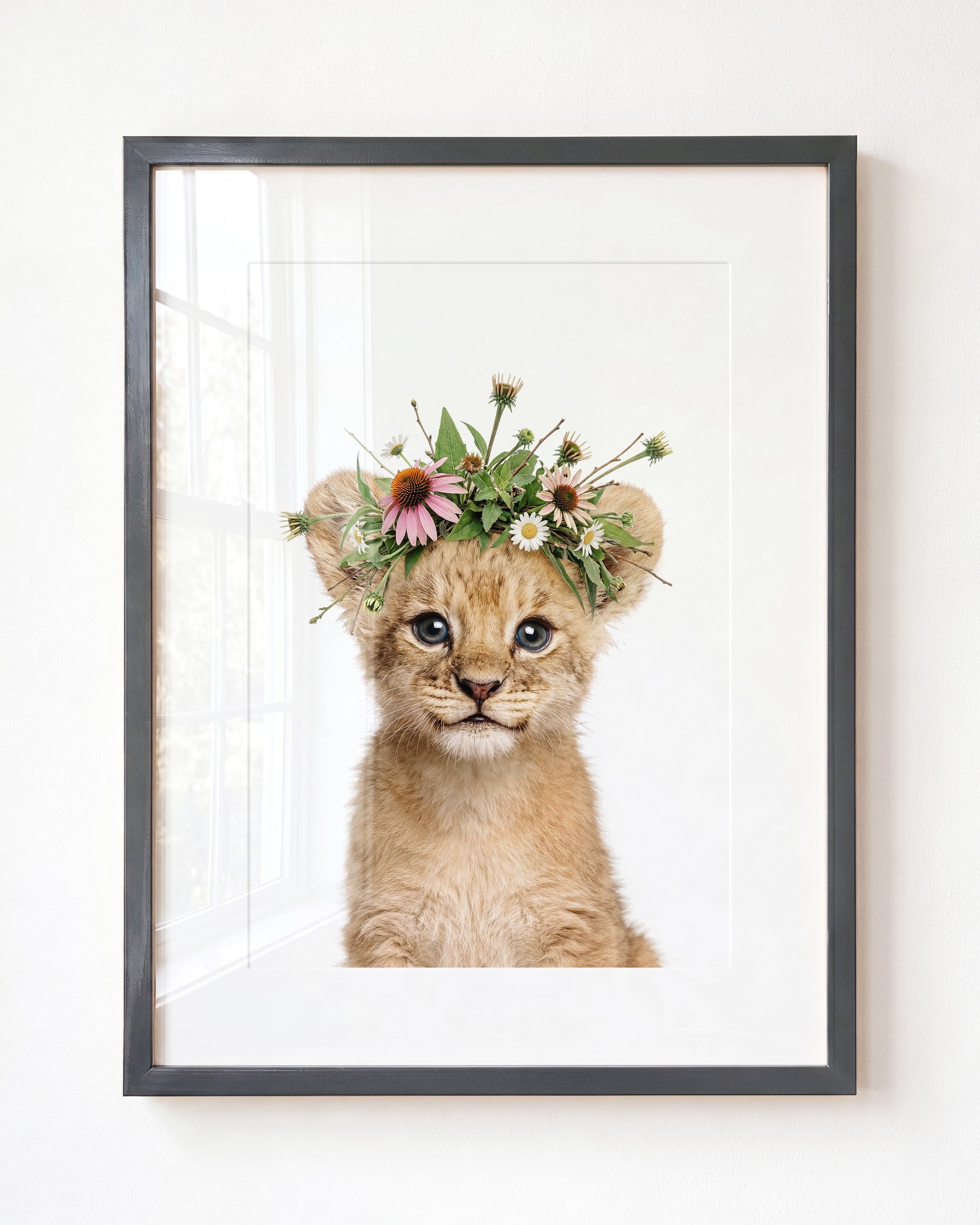 Baby Lion