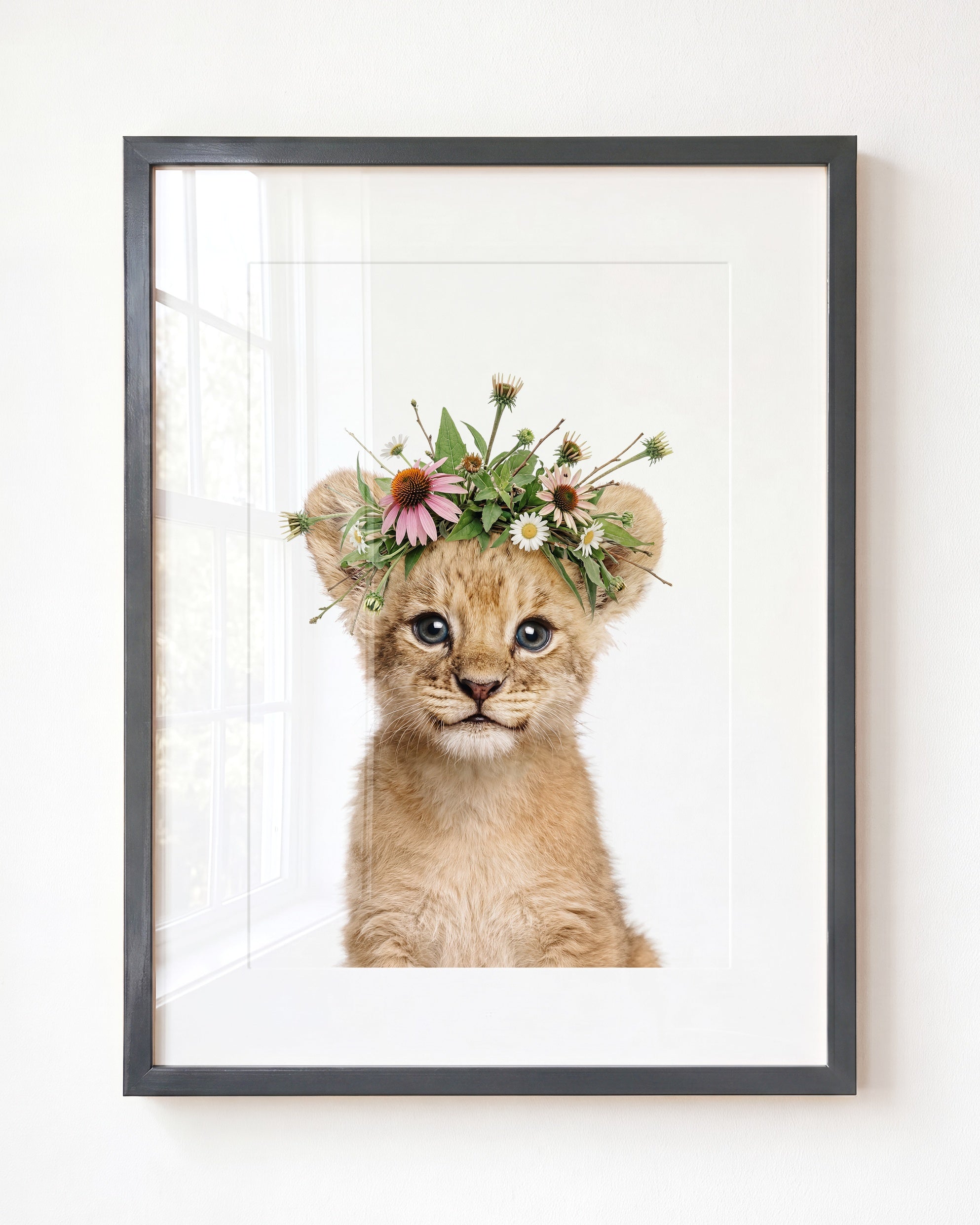 Baby Lion