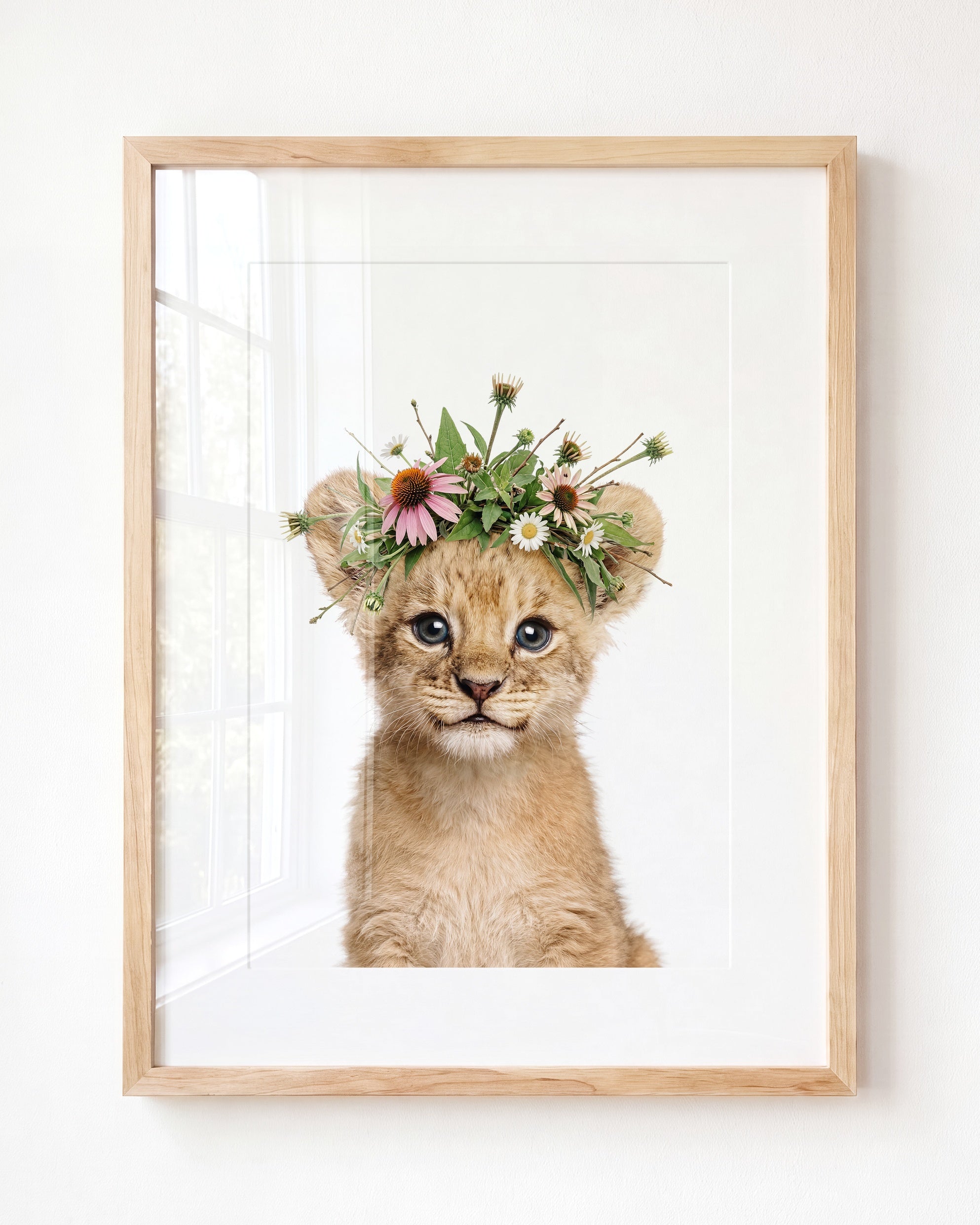 Baby Lion