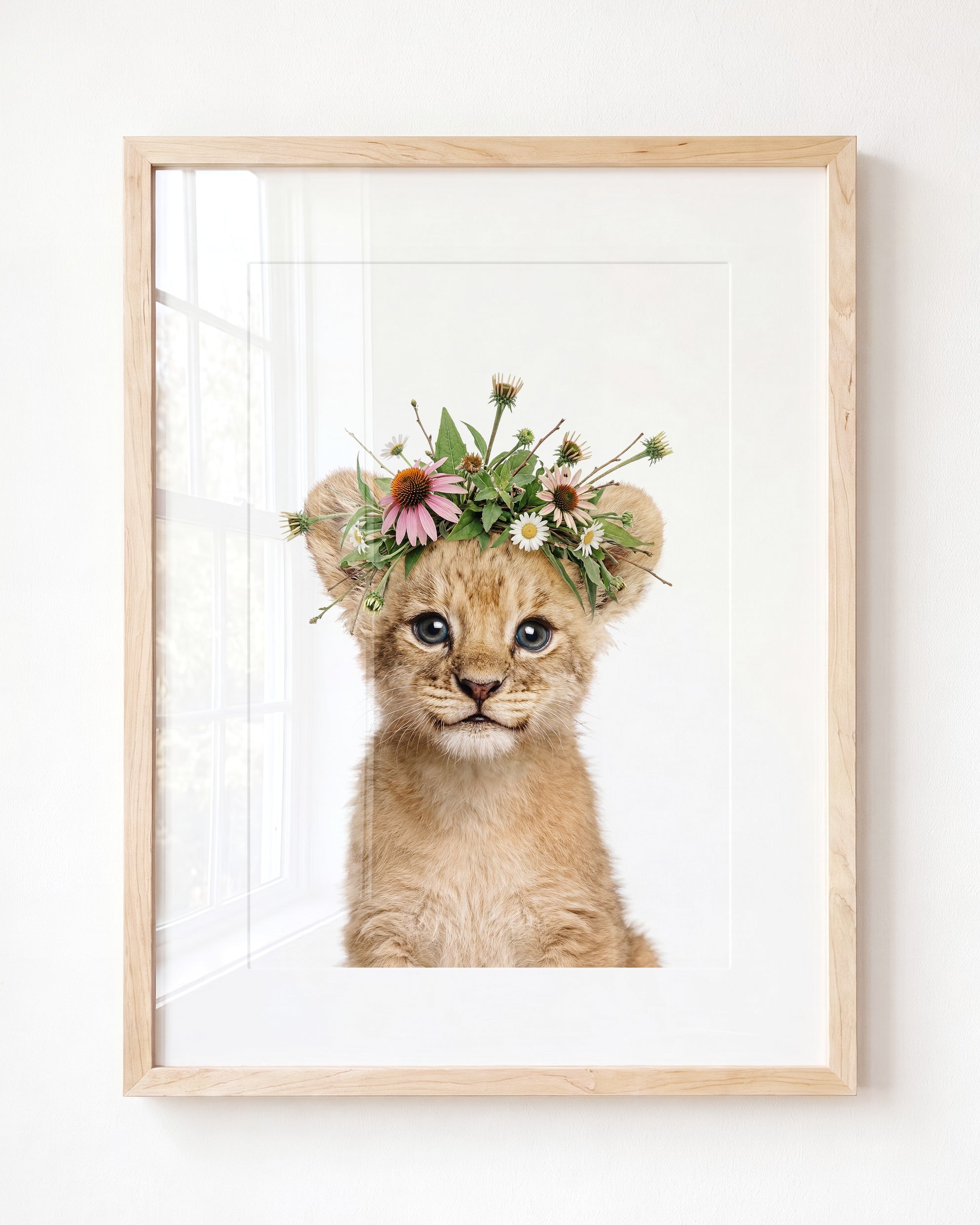 Baby Lion
