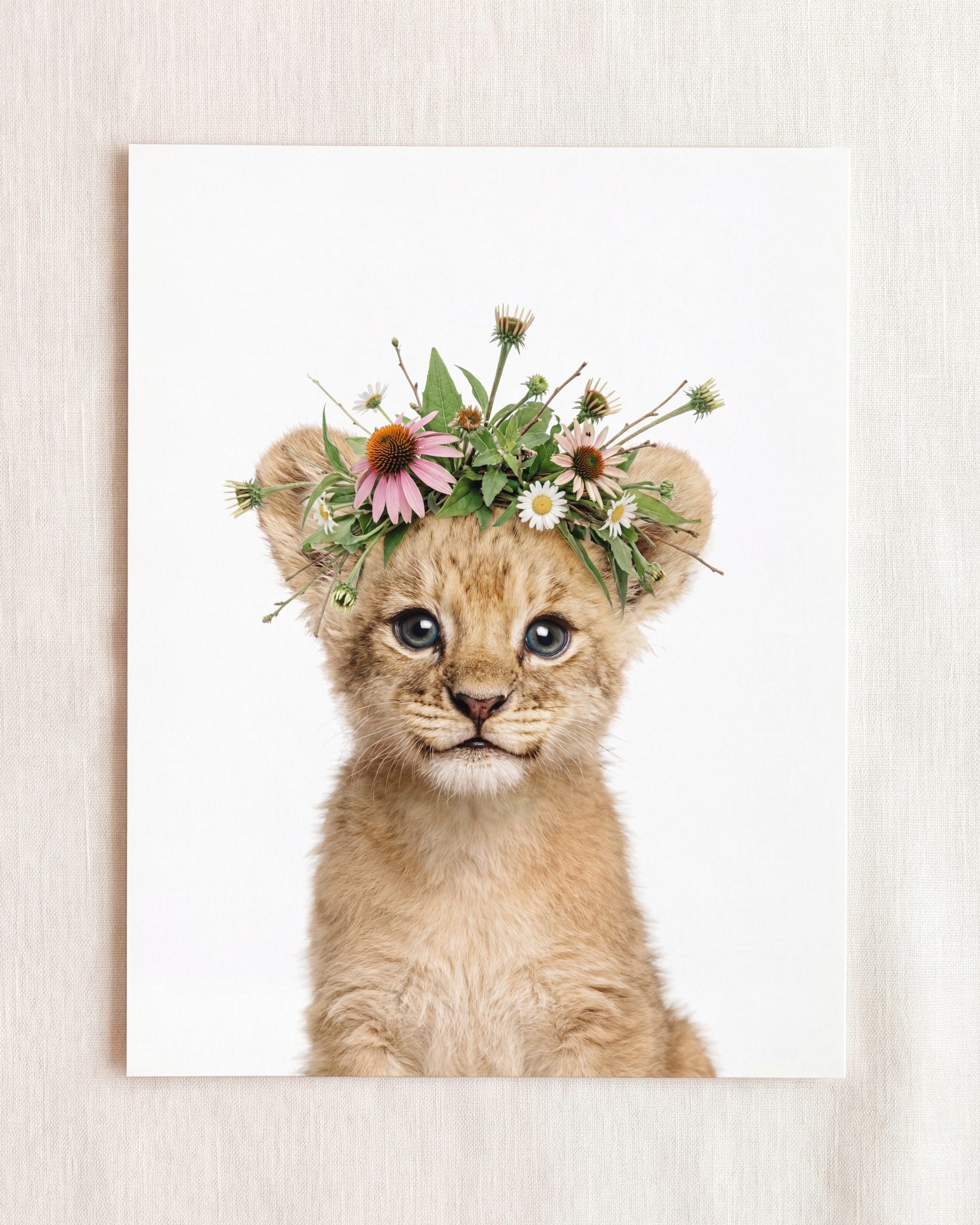 Baby Lion