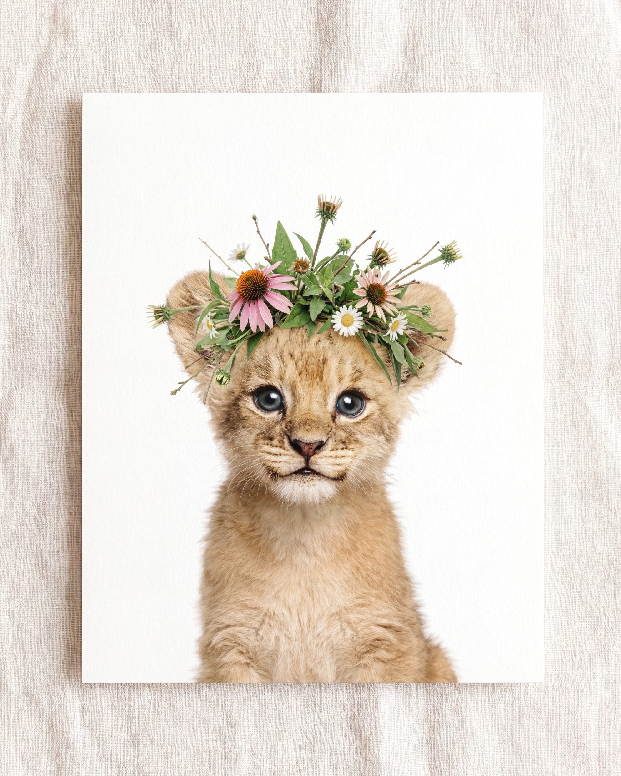 Baby Lion