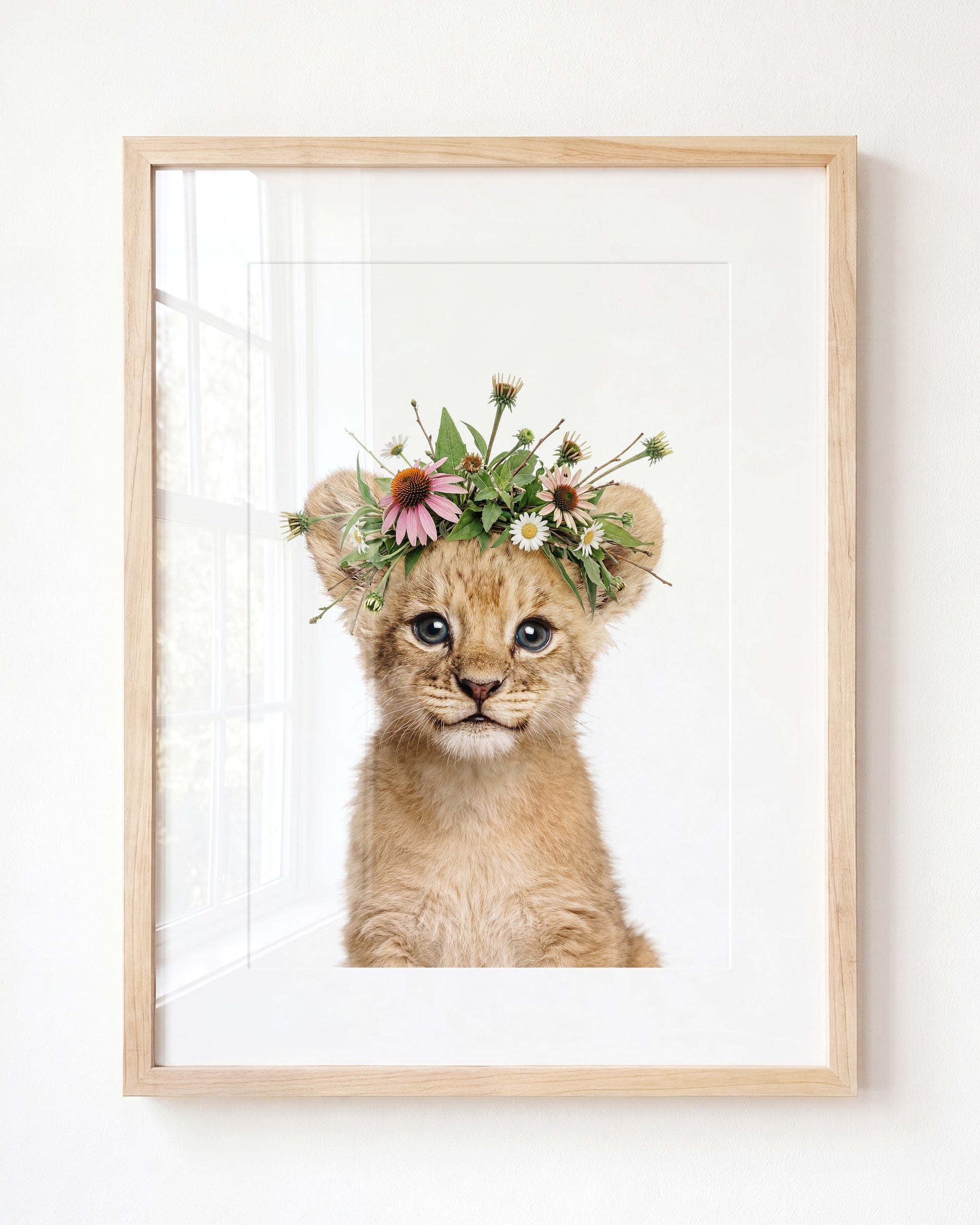 Baby Lion