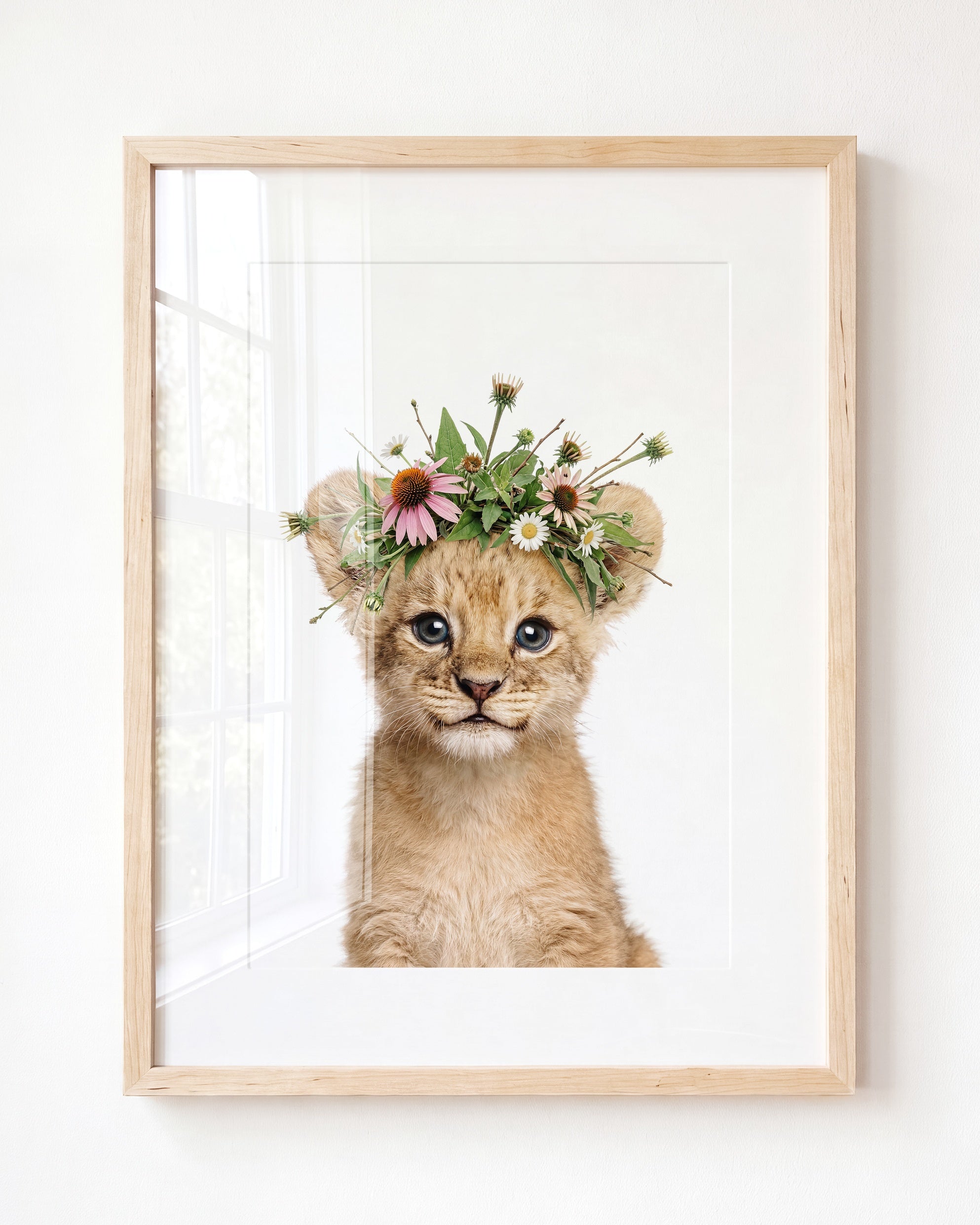 Baby Lion