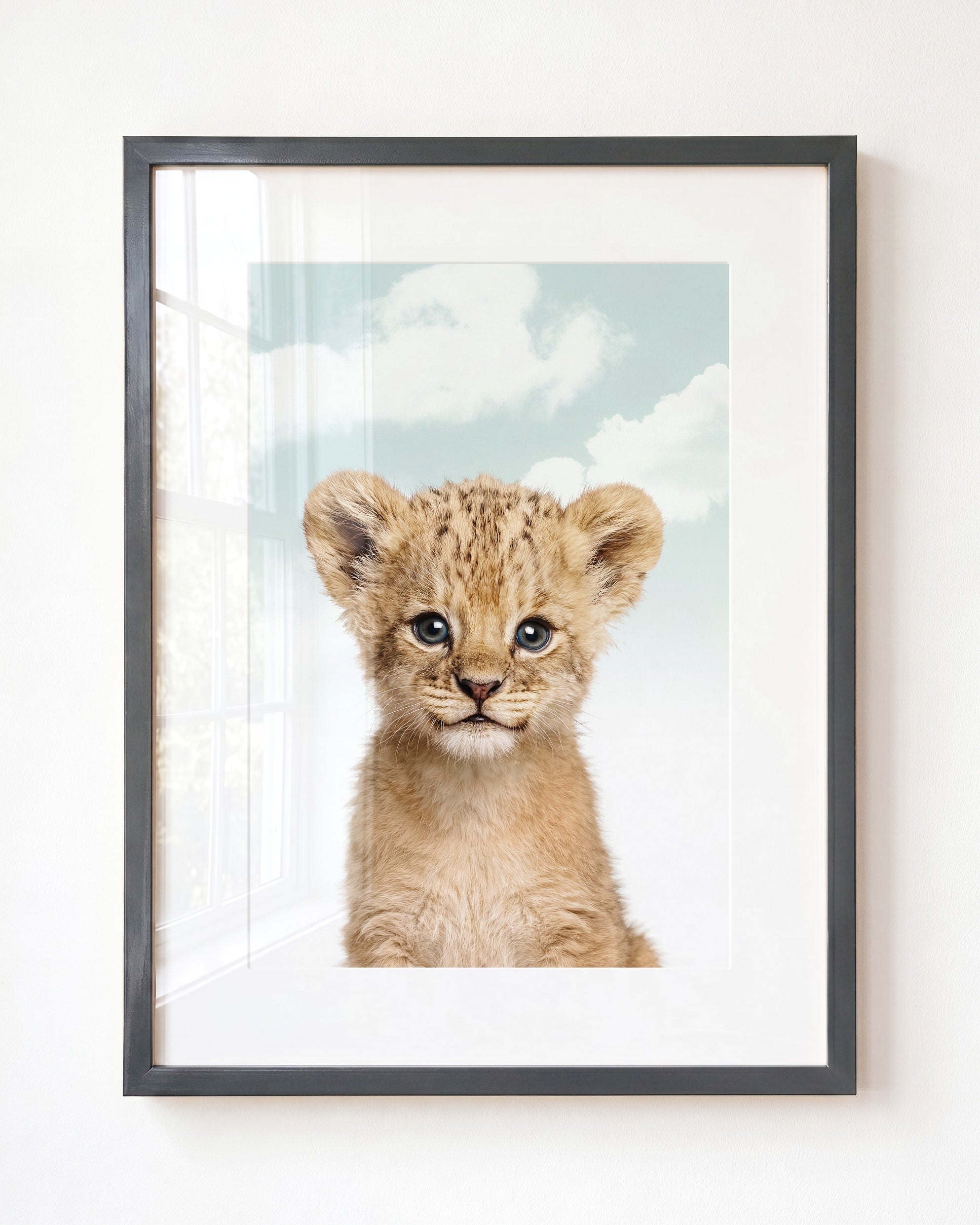 Baby Lion