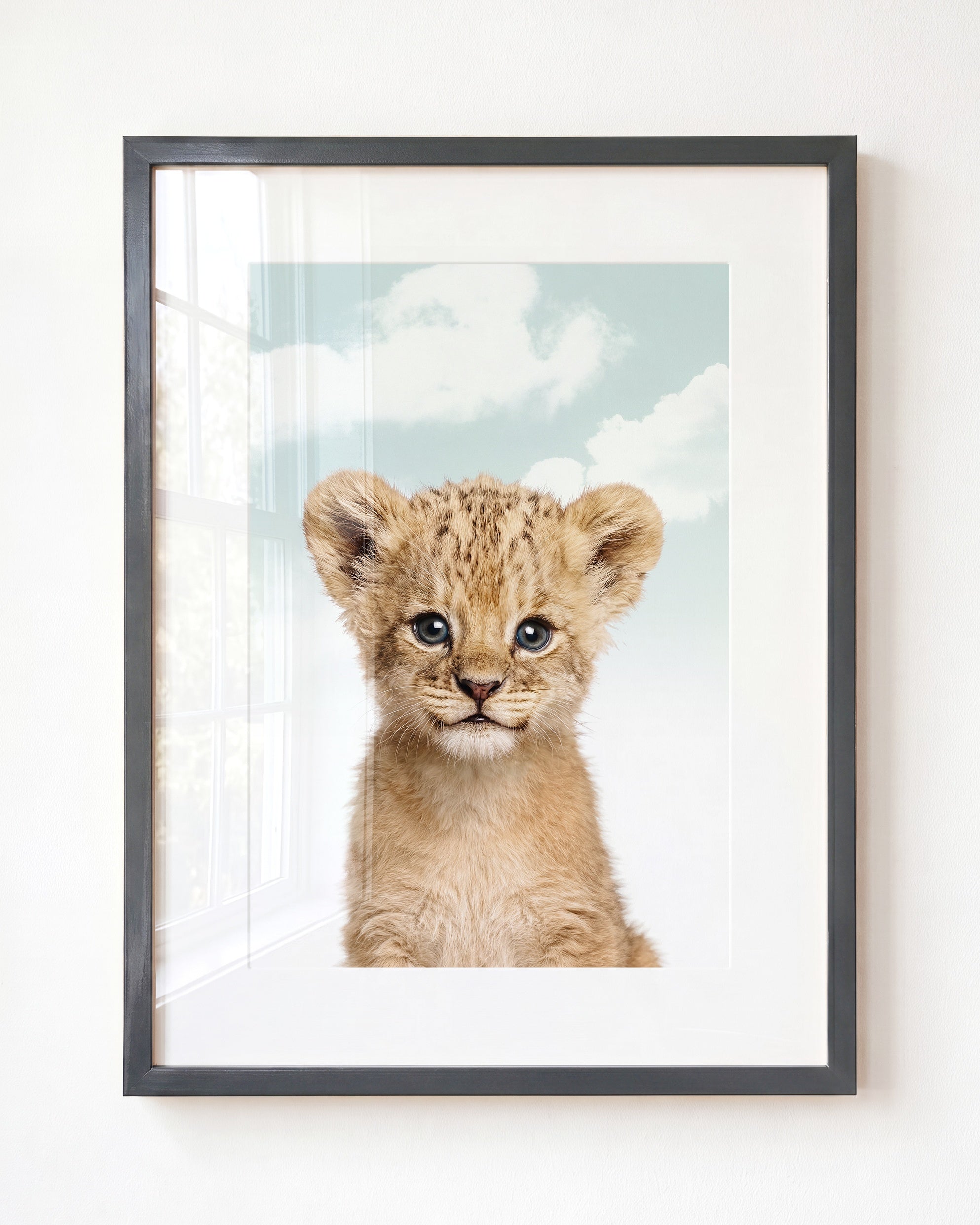 Baby Lion
