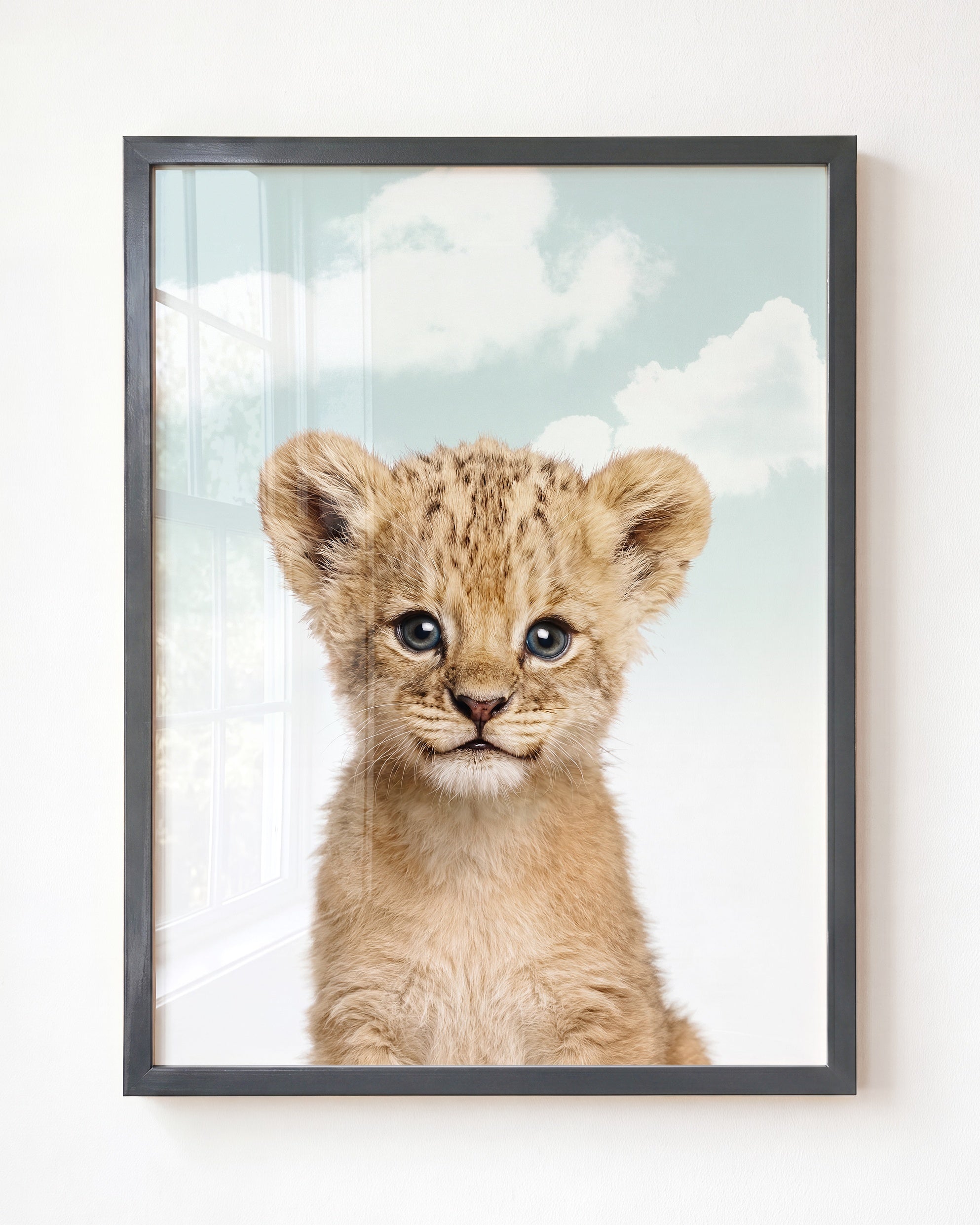 Baby Lion