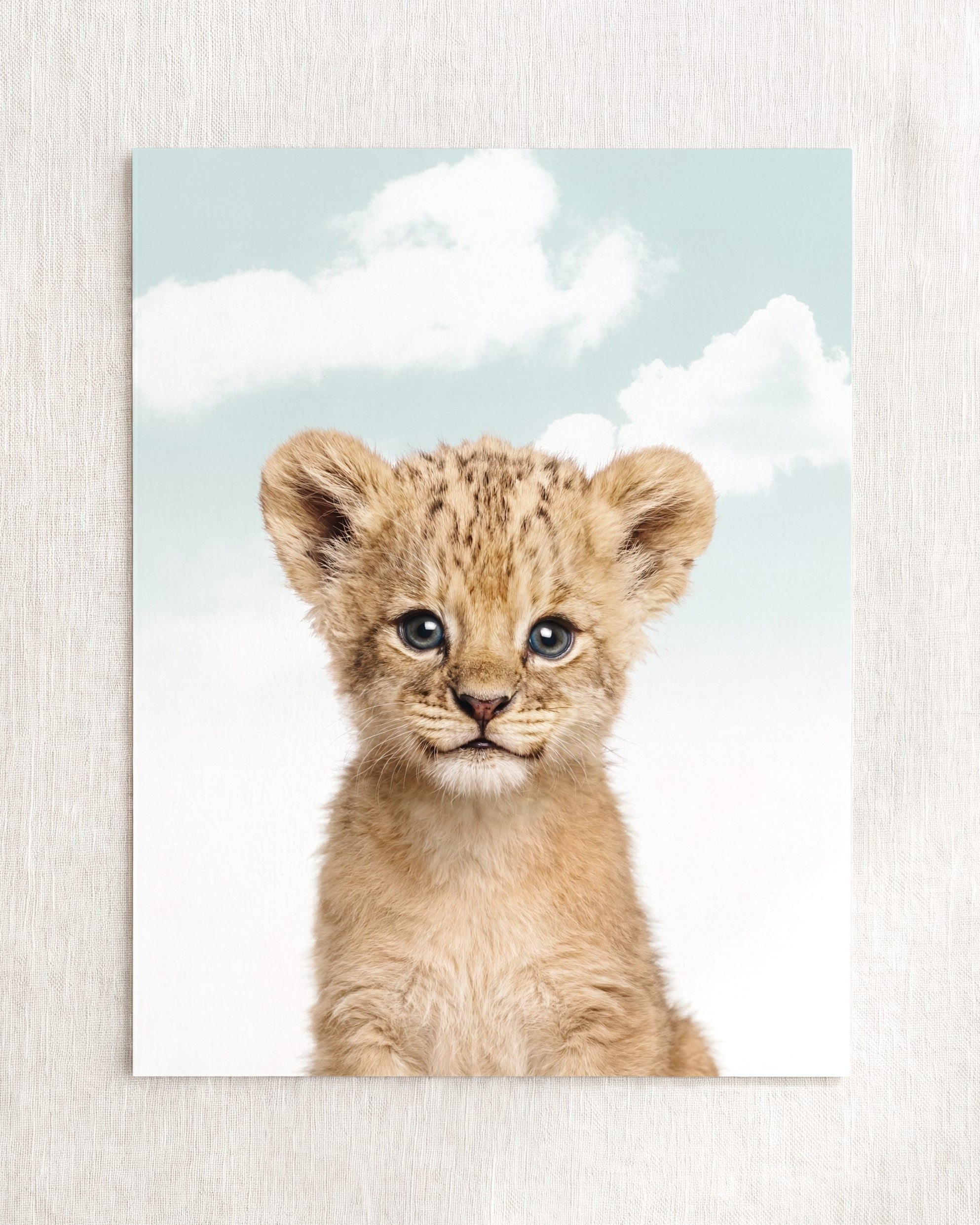 Baby Lion