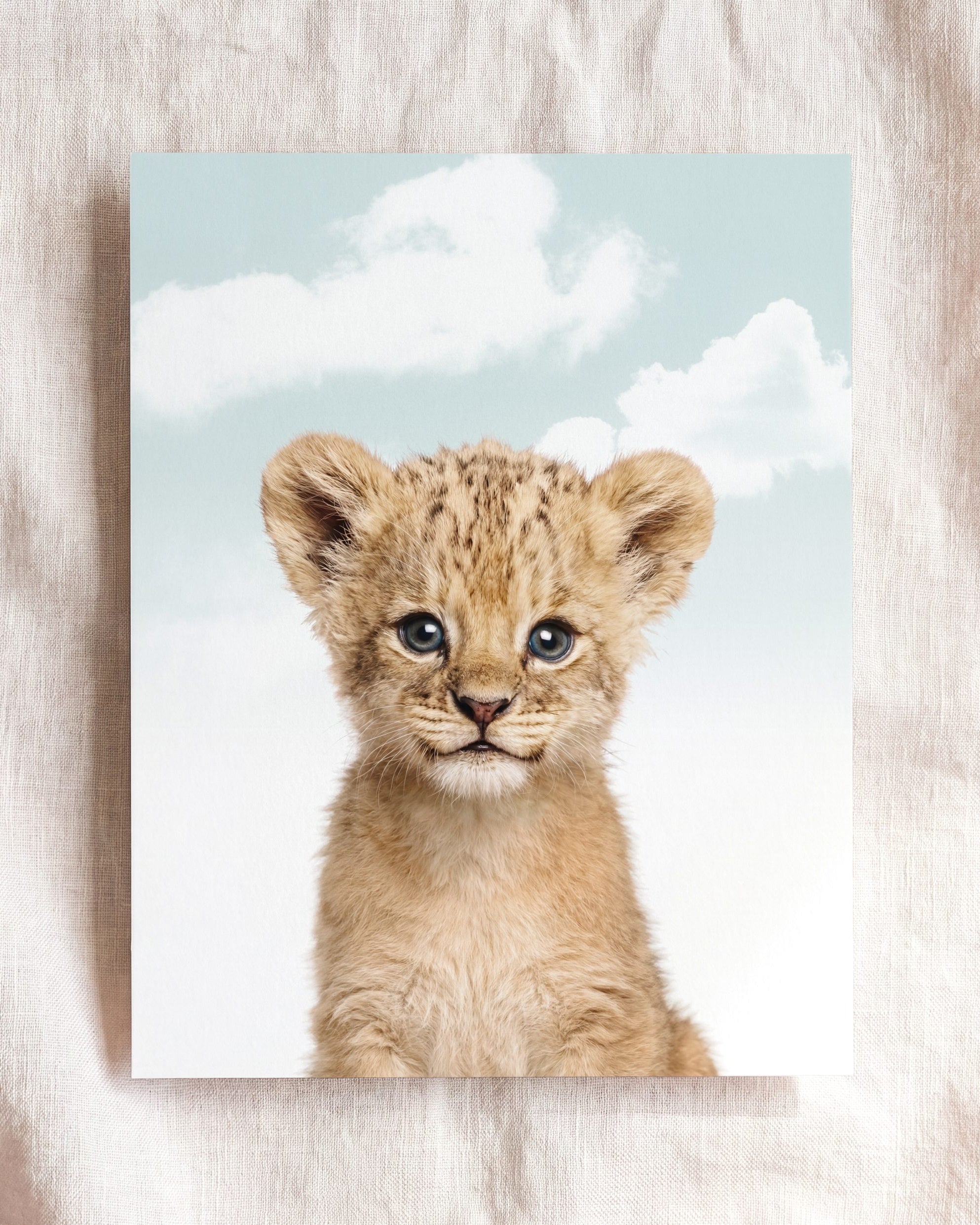 Baby Lion