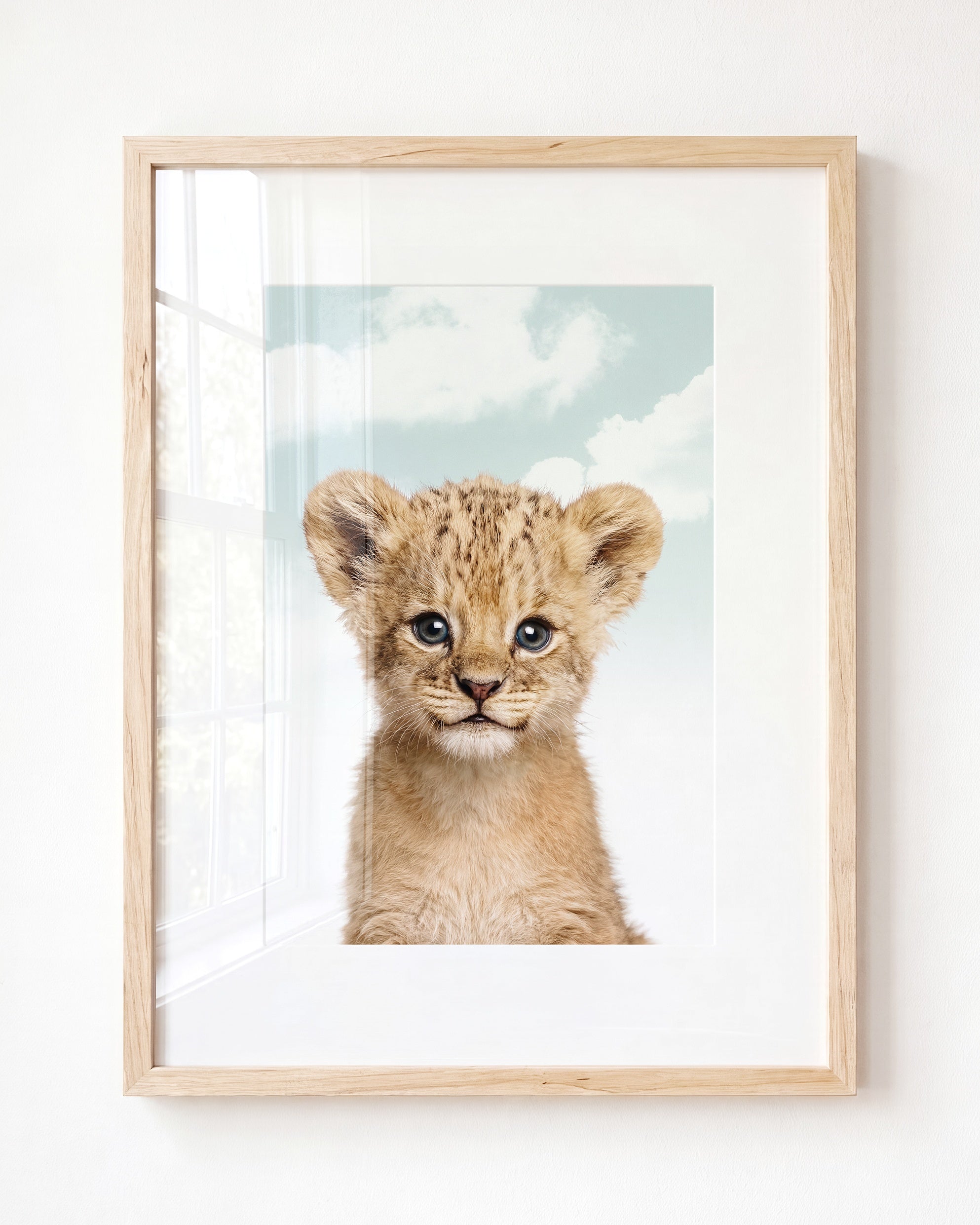 Baby Lion