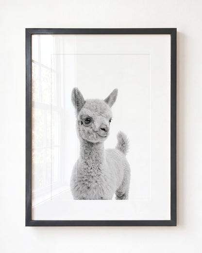 Baby Llama