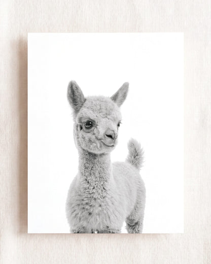 Baby Llama