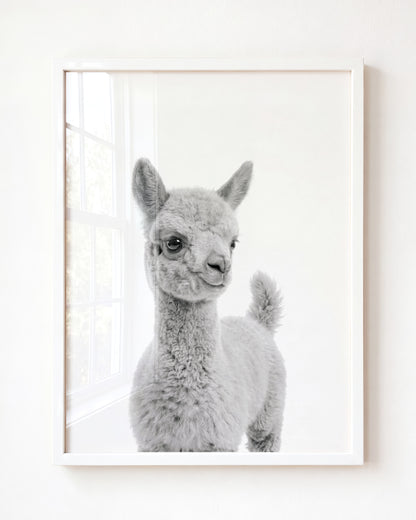 Baby Llama