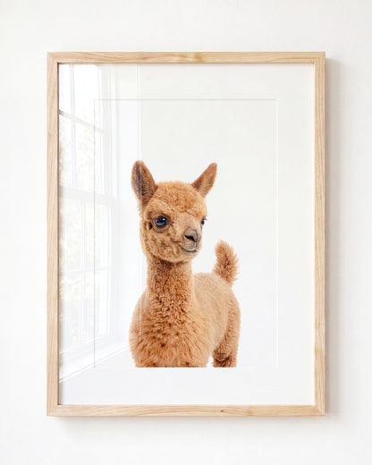 Baby Llama