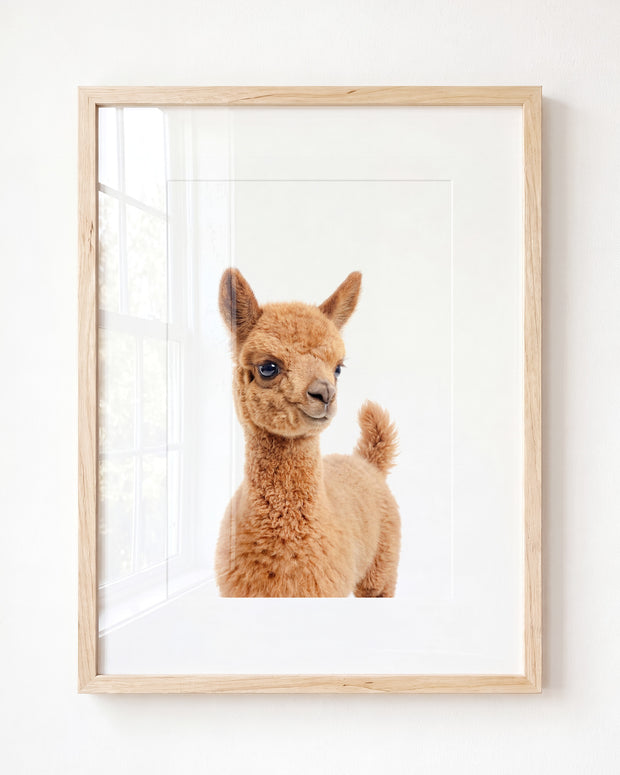 Baby Llama