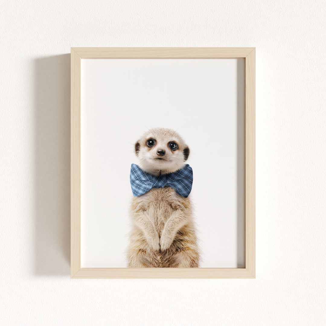 Baby Meerkat
