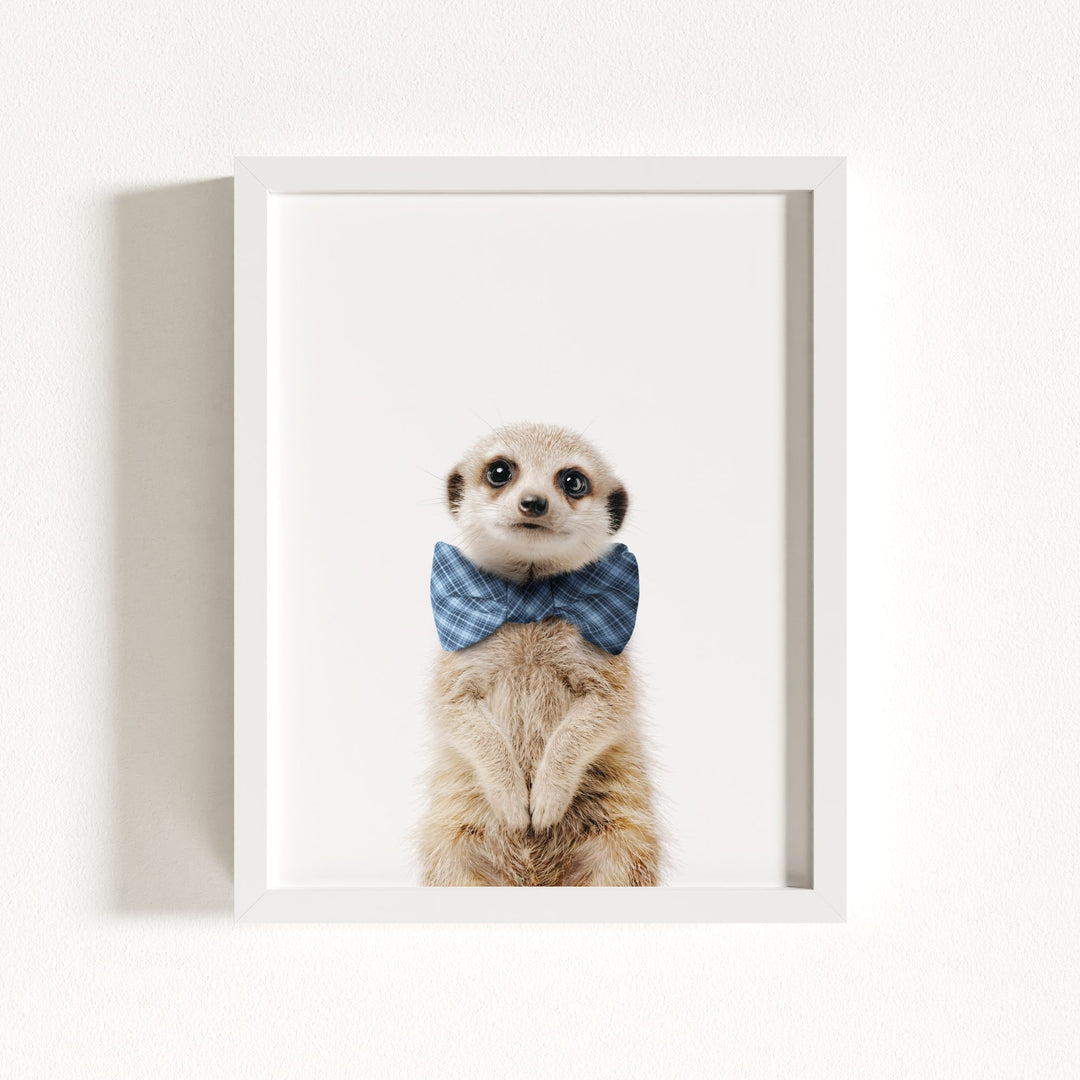 Baby Meerkat