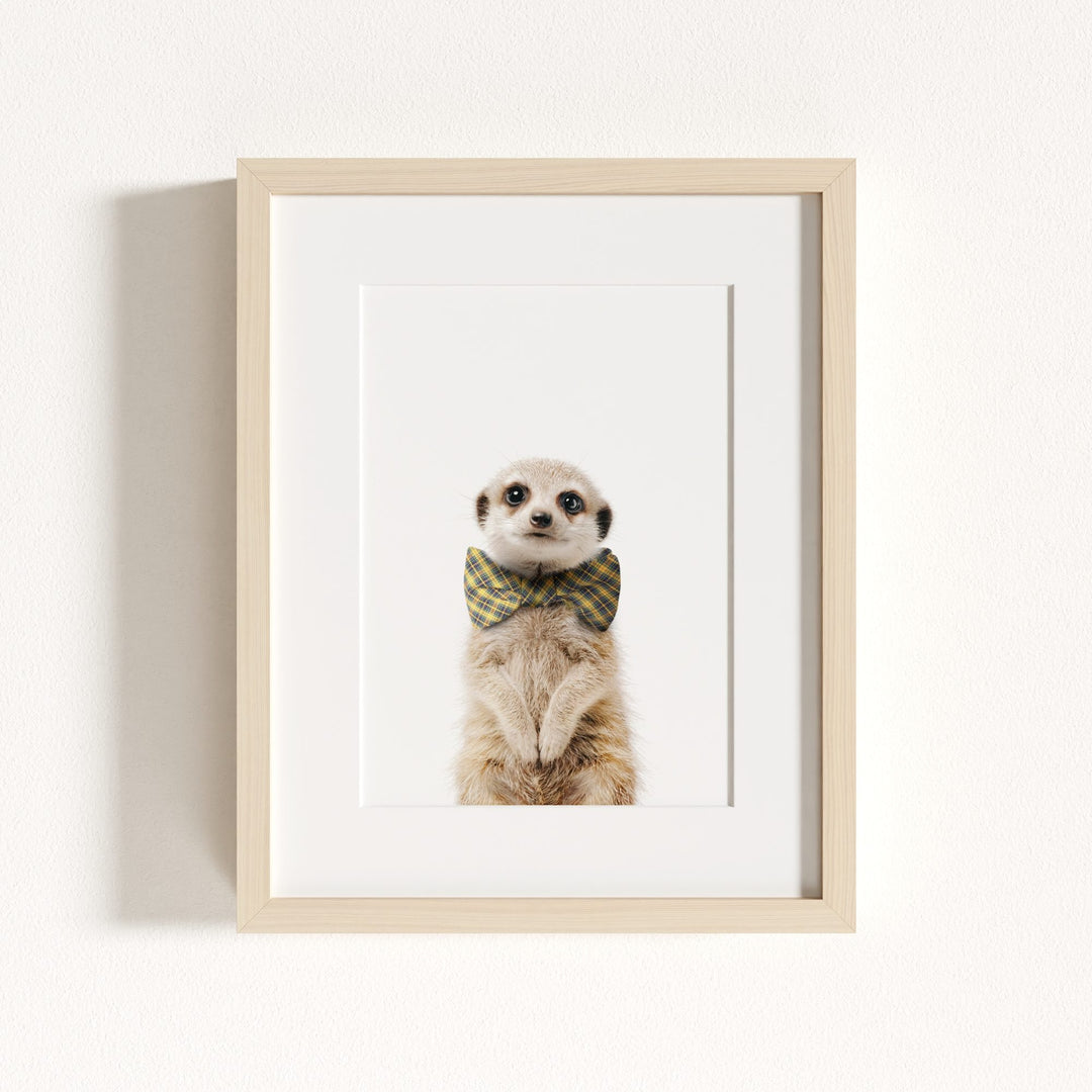 Baby Meerkat