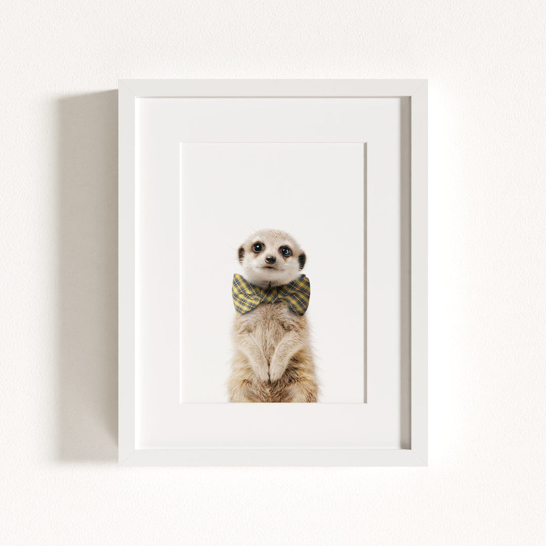 Baby Meerkat