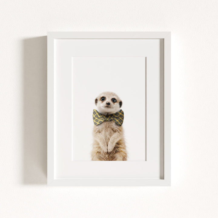 Baby Meerkat