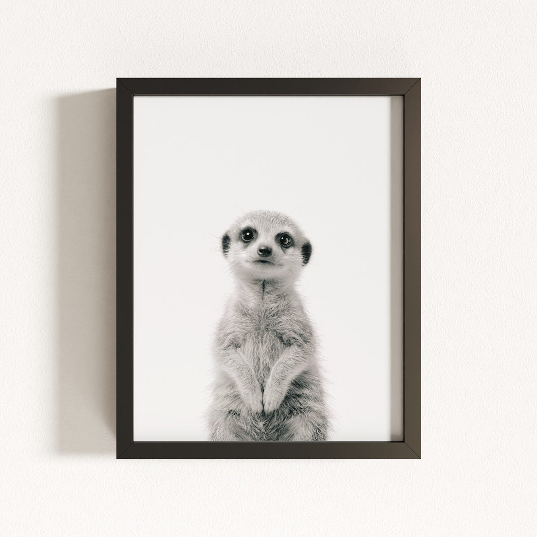 Baby Meerkat