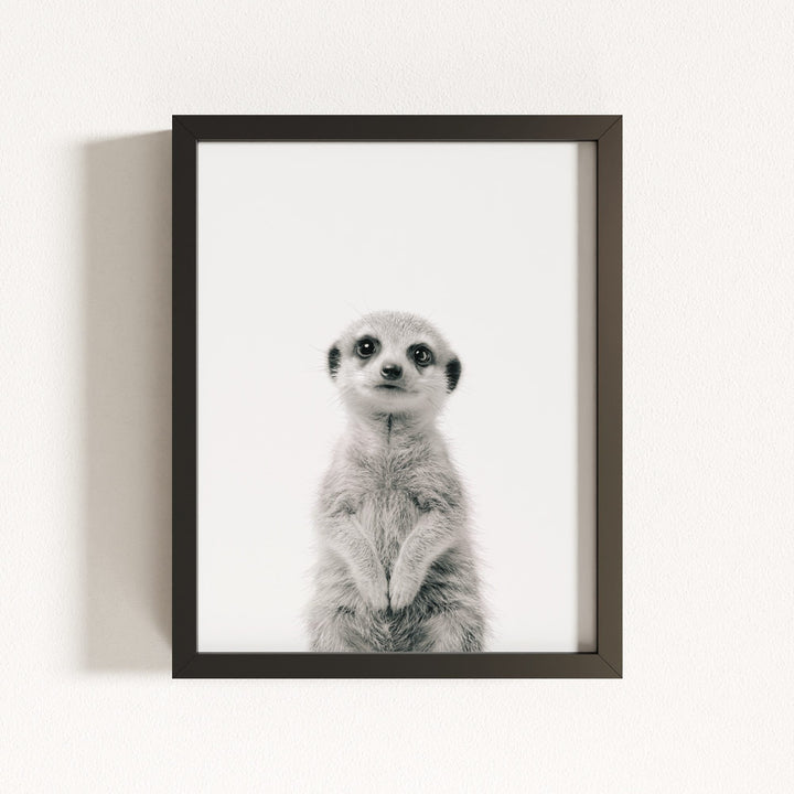 Baby Meerkat