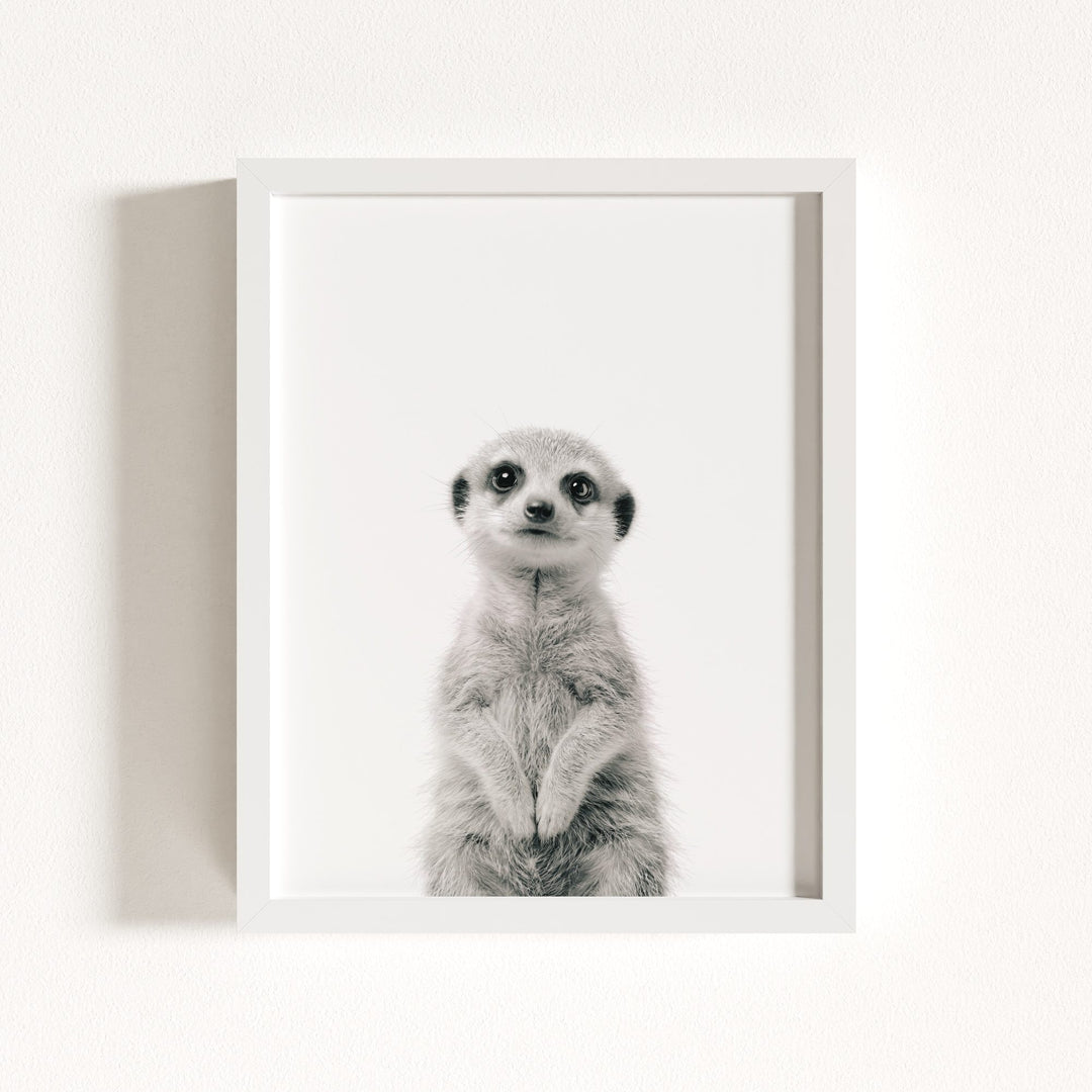 Baby Meerkat