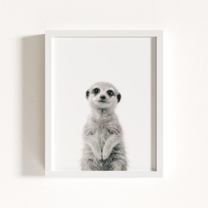 Baby Meerkat