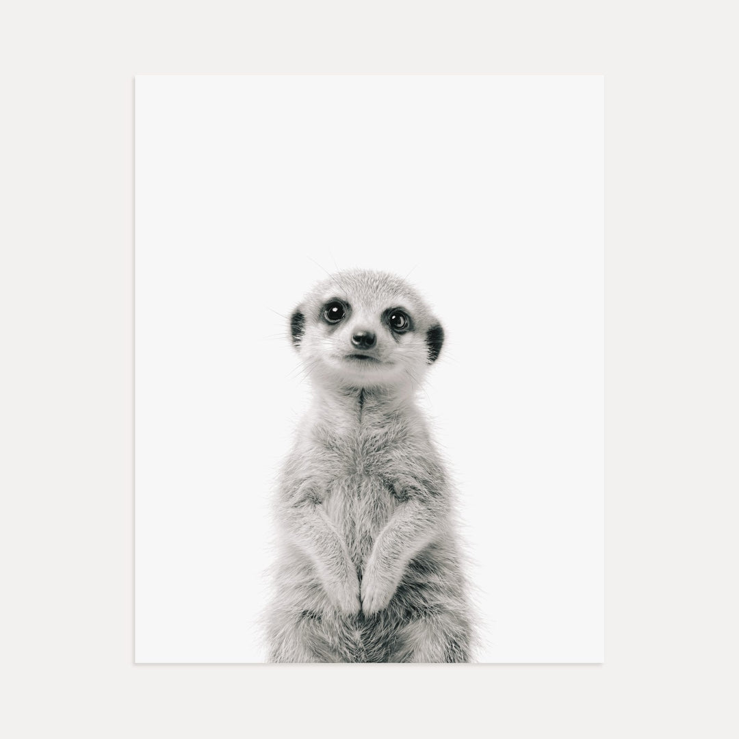 Baby Meerkat