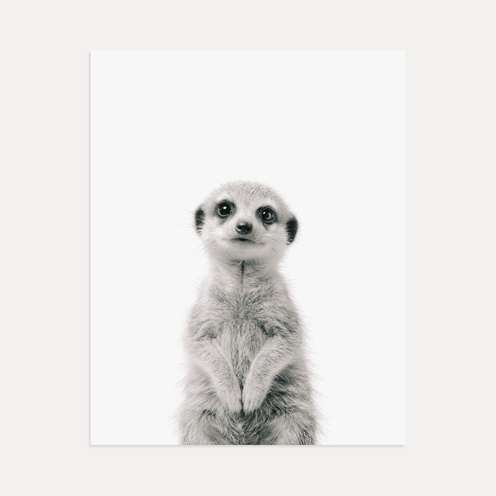 Baby Meerkat